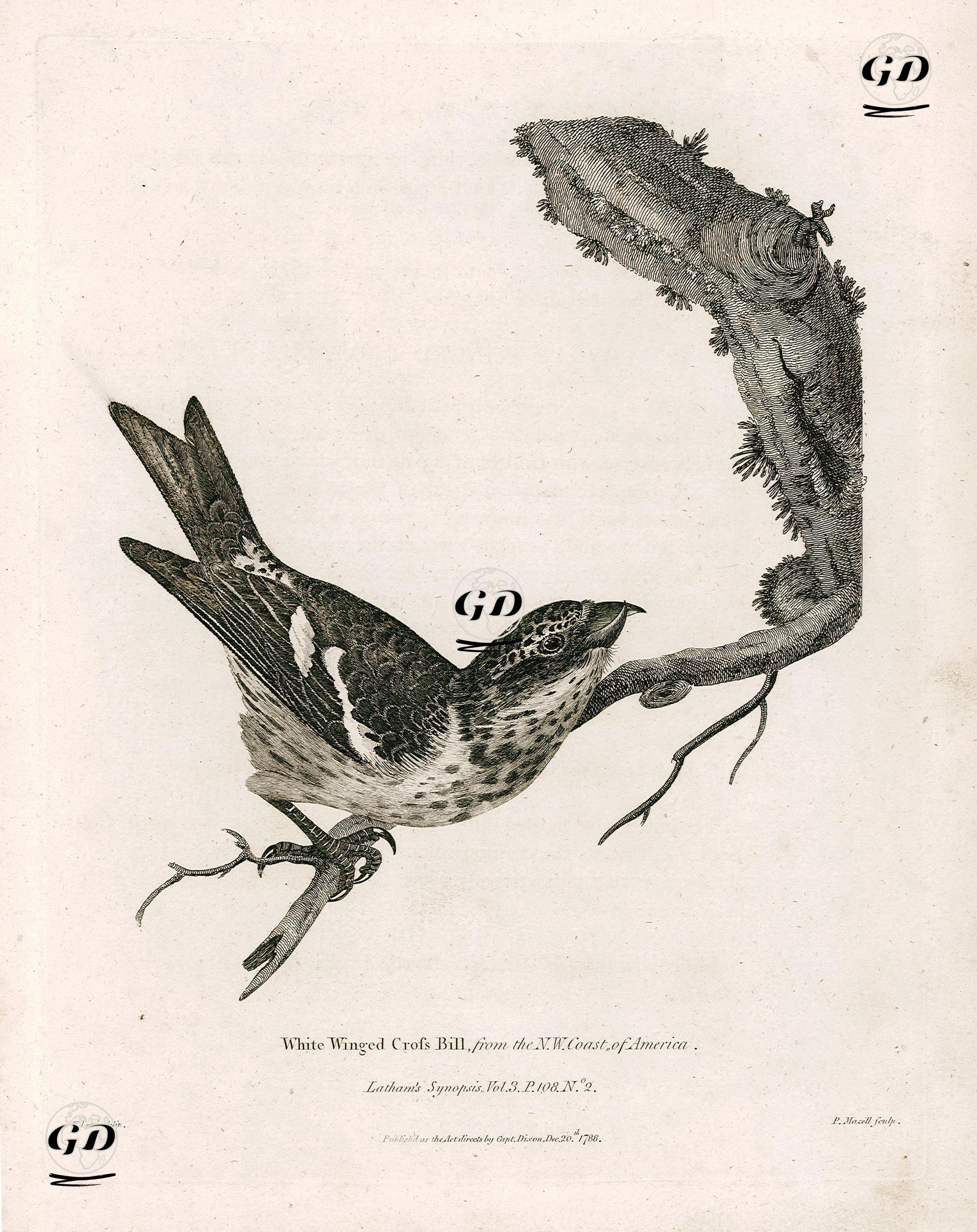 White Winged Cross Bill, From The N.W.Coast Of America -Latham's Synopsis Vol.3 P.108 No.2 - William Lewin (1747–1795) - 1788
