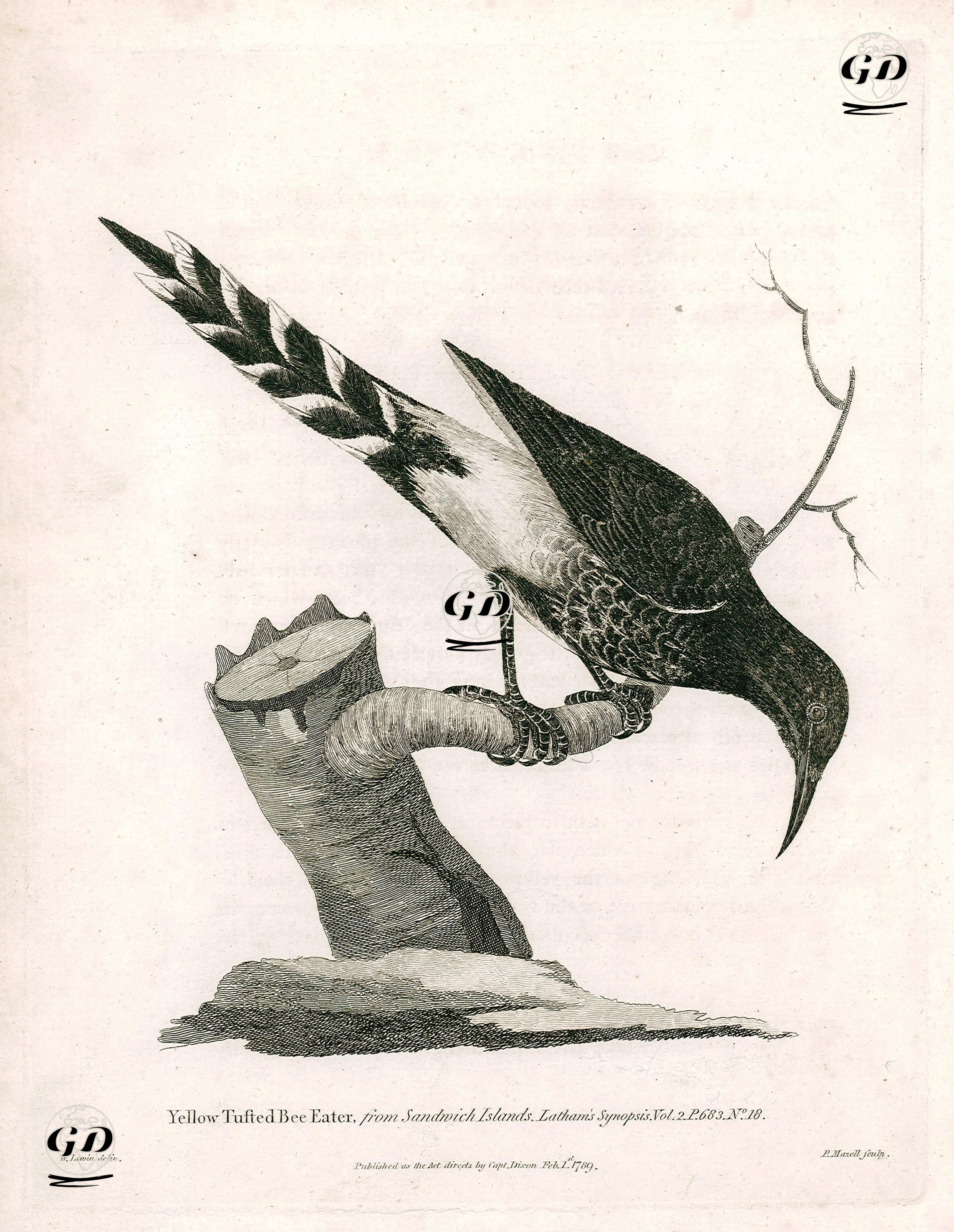 Hawaii Adalarından Sarı Sorguçlu Arı Kuşu - William Lewin (1747–1795) - 1789