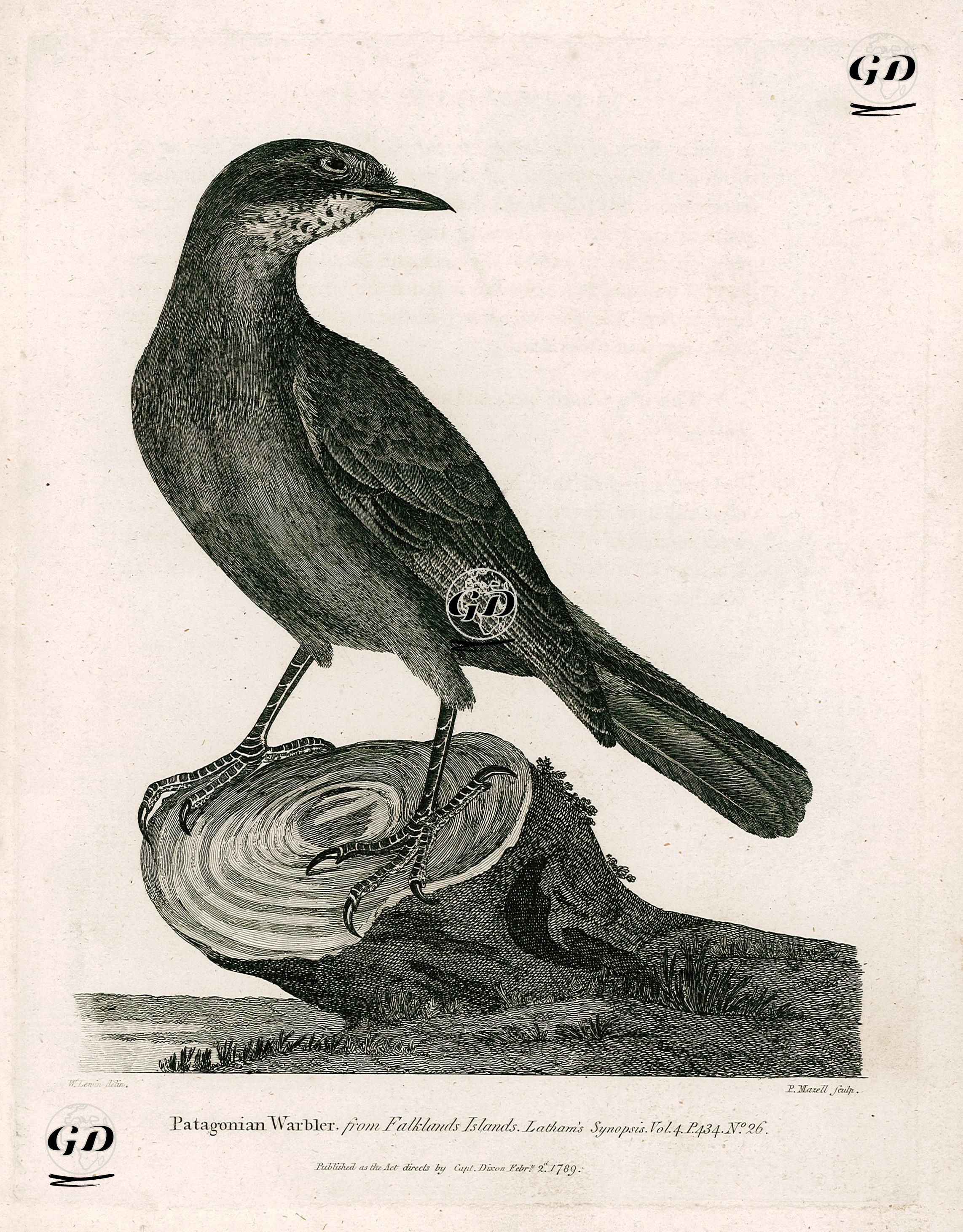 Falkland Adalarından Çalı Bülbülü - William Lewin (1747–1795) - 1789