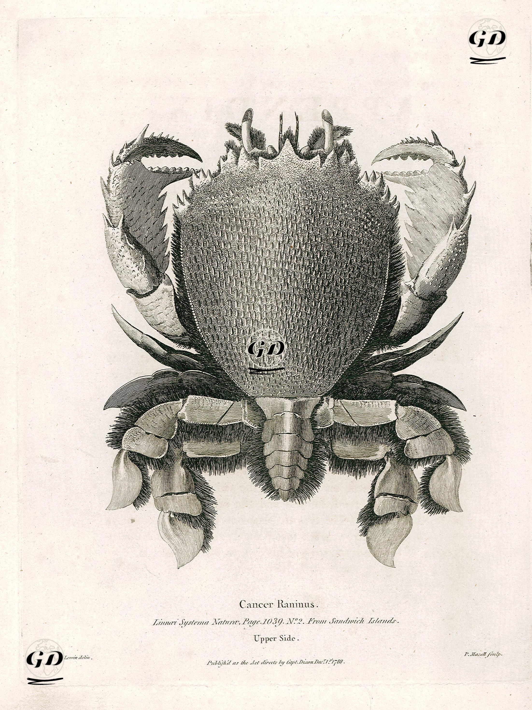 Cancer Raninus, Upper Side- Linnai Systema Nature Page 1039 No.2 From Sandwich Islands  - William Lewin (1747–1795) - 1788