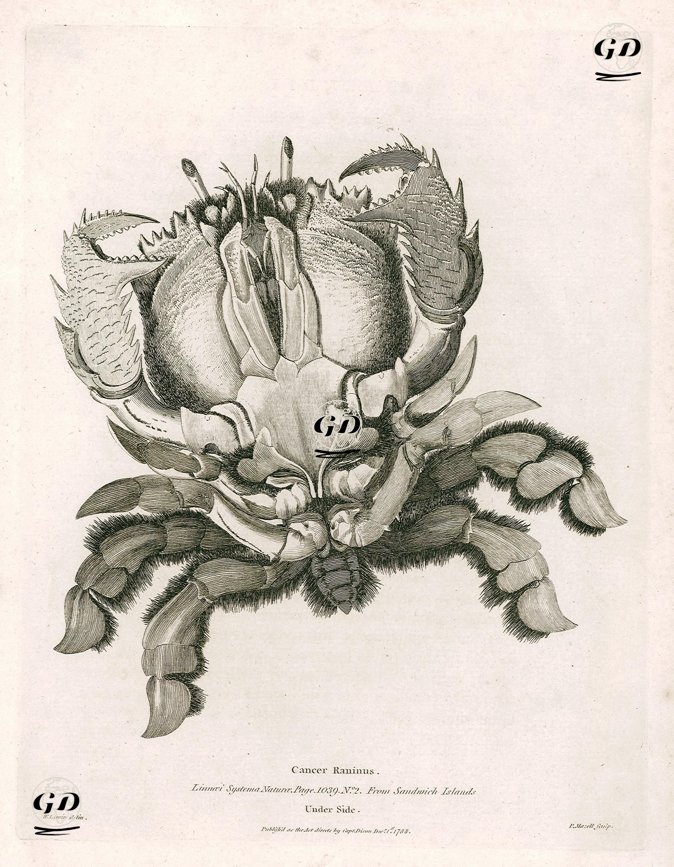 Cancer Raninus, Under Side- Linnai Systema Nature Page 1039 No.2 From Sandwich Islands  - William Lewin (1747–1795) - 1788