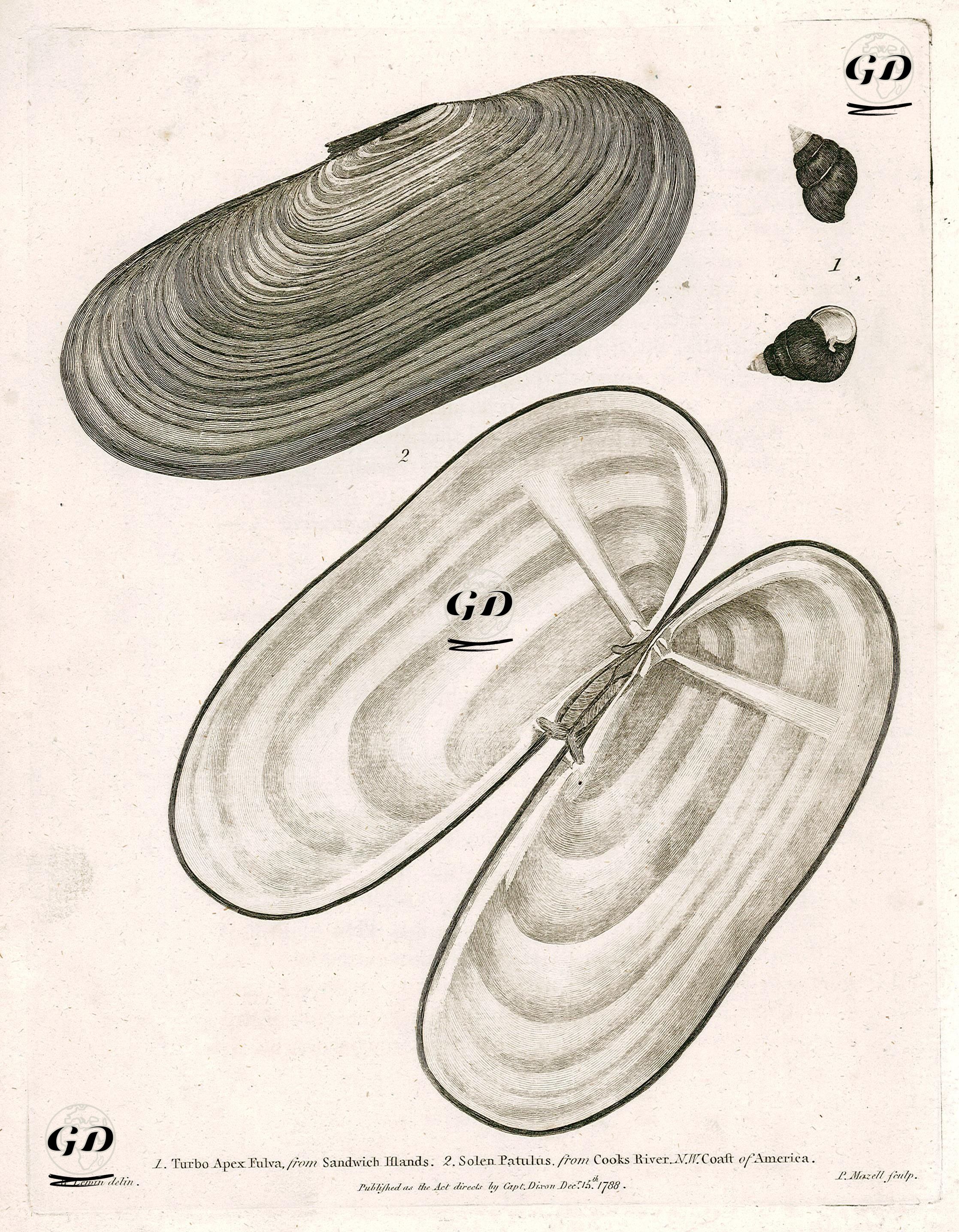1.Turbo Apex Fulva, From Sandwich Islands 2. Solen Patulus, From Cooks River, N.W.Coast Of America - William Lewin (1747–1795) - 1788