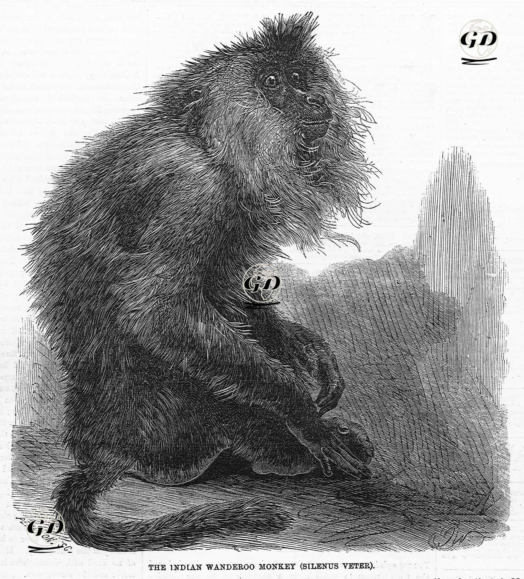 Hint Wanderoo Maymunu (Silenus Veter) - Pearson - 1859