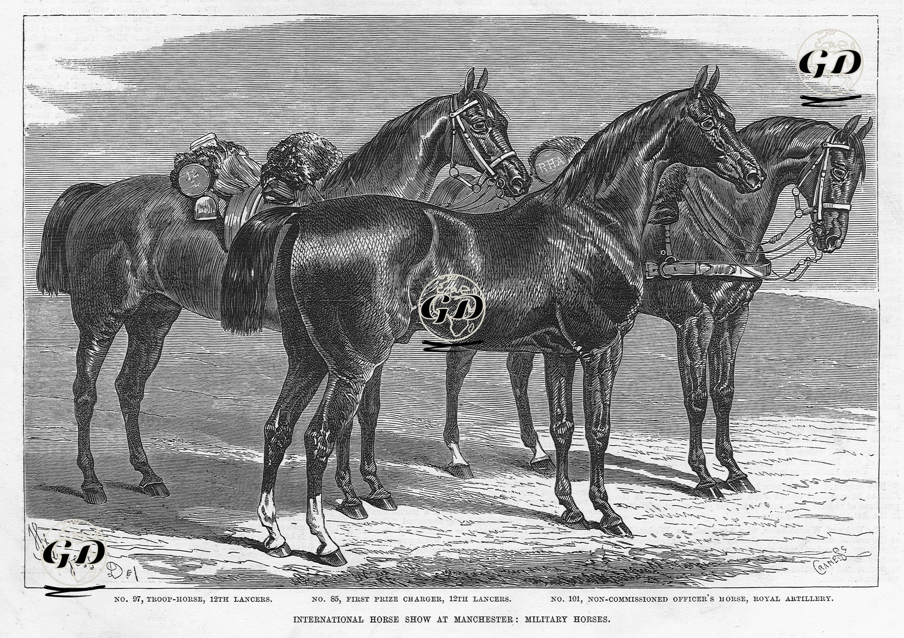 intarnational Horse Show At Manchester, Military Horses  -  - 1875