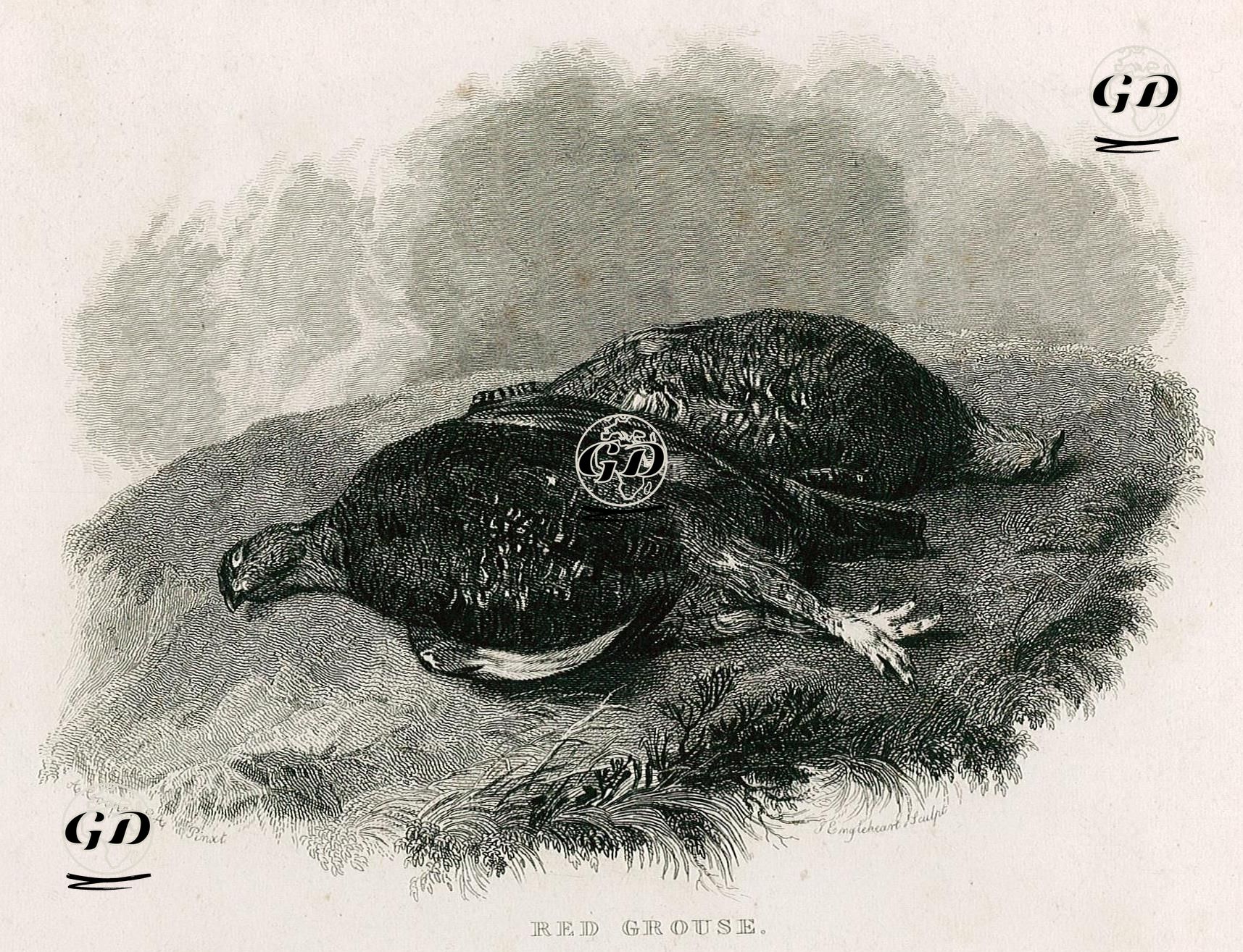 Orman Tavuğu - Abraham Cooper (1787-1868) - 1834