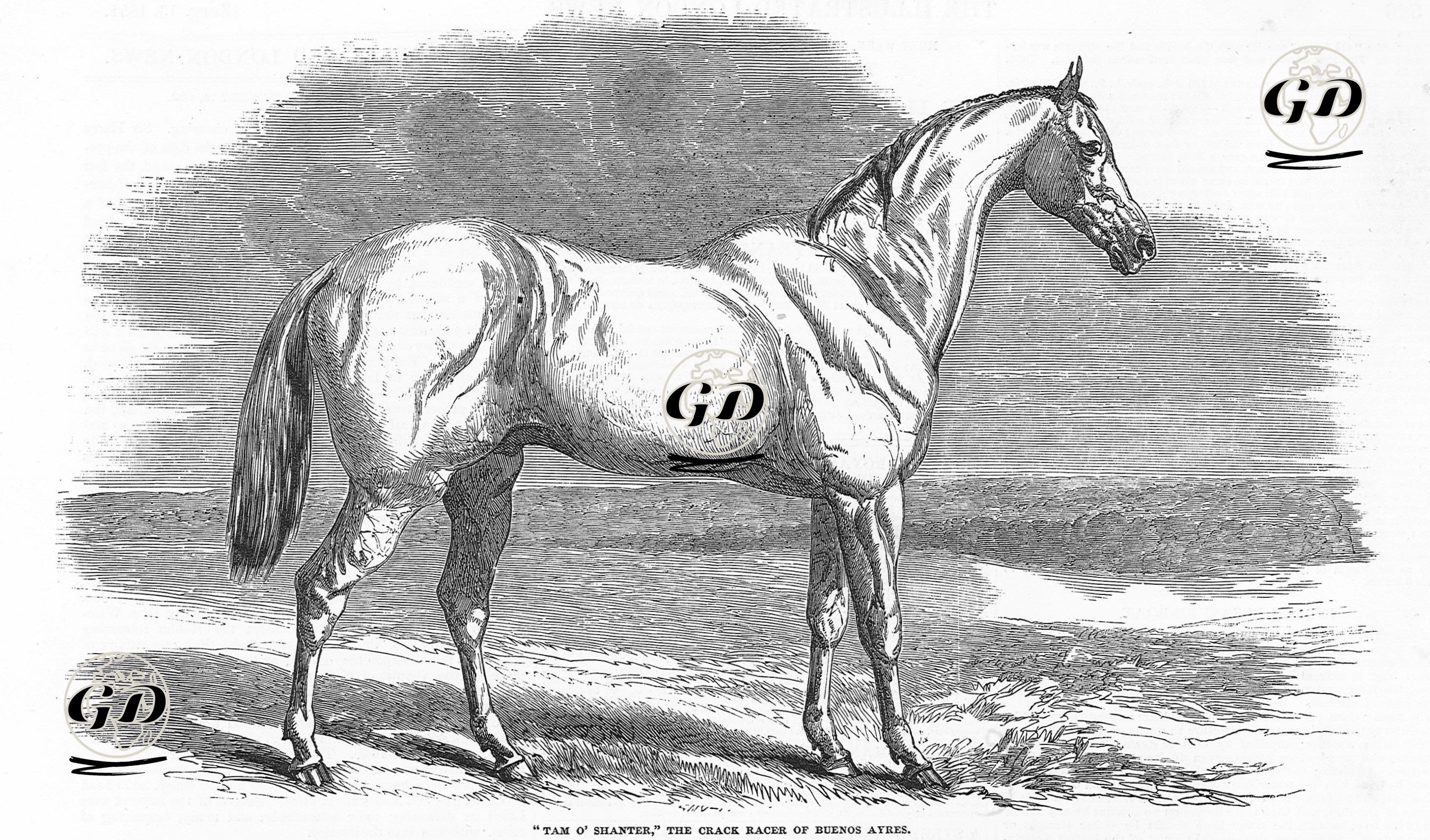 Buenos Aires' in Yarış Atı "Tam O'Shanter"  -  - 1851