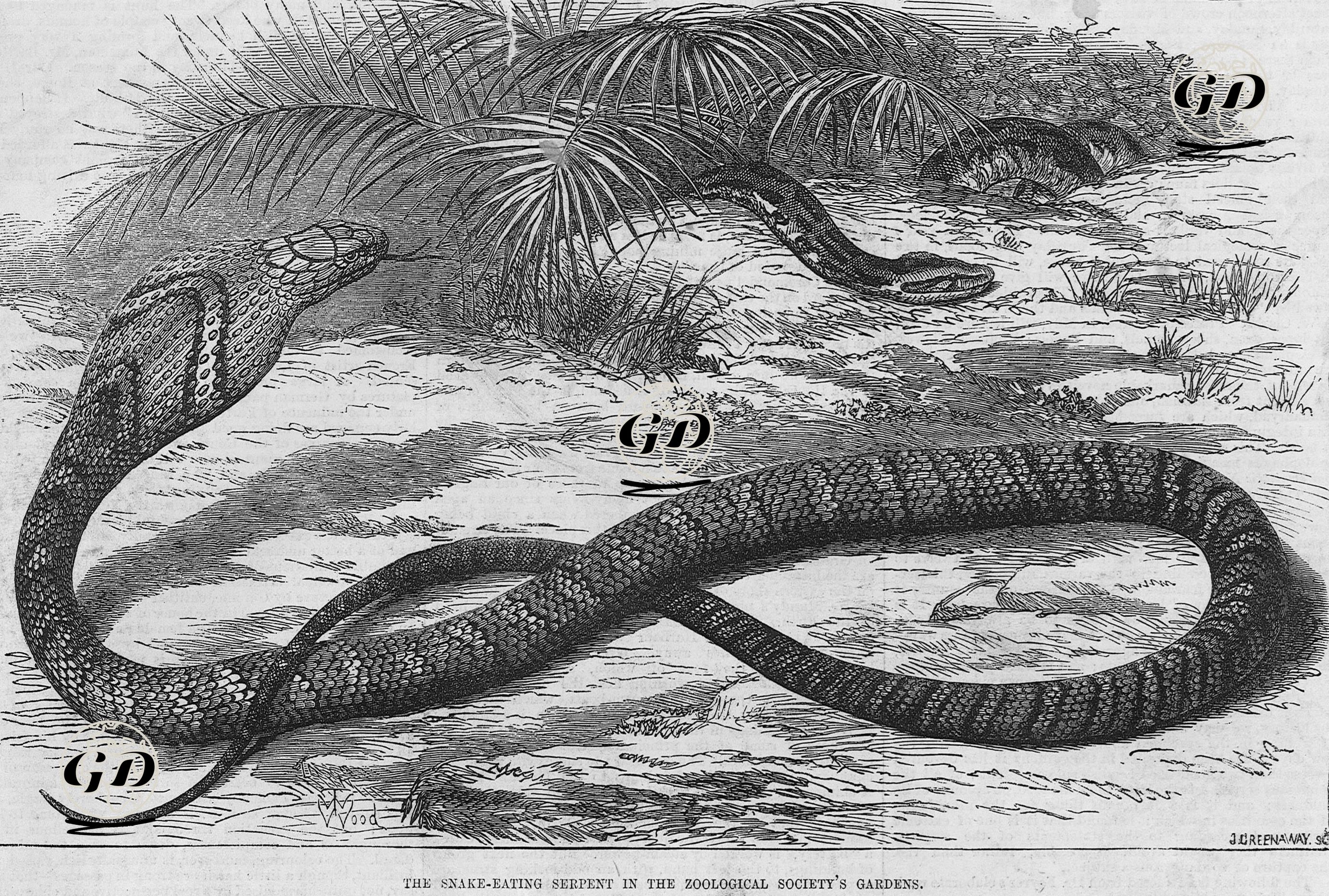 The Snake Eating Serpent in The Zoological Society's Garden  -  - 1875