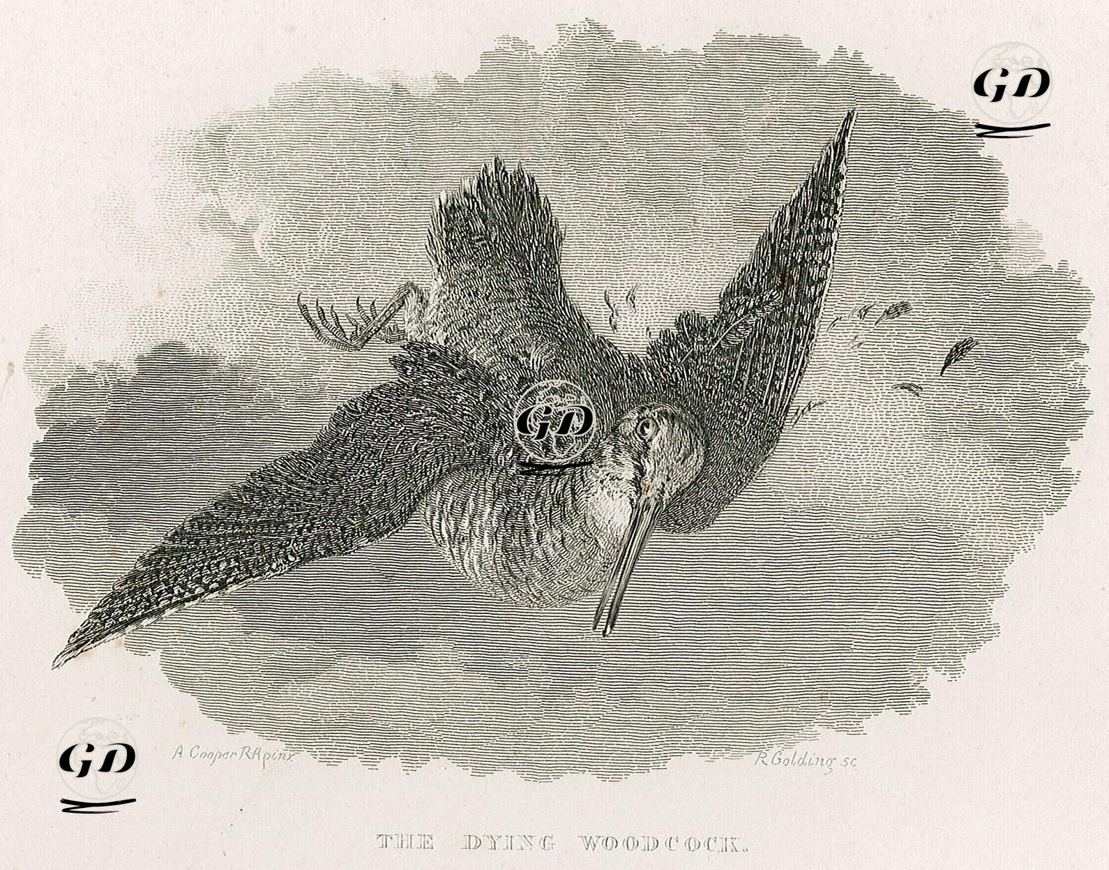 The Dying Woodcock - Abraham Cooper (1787-1868) - 1834
