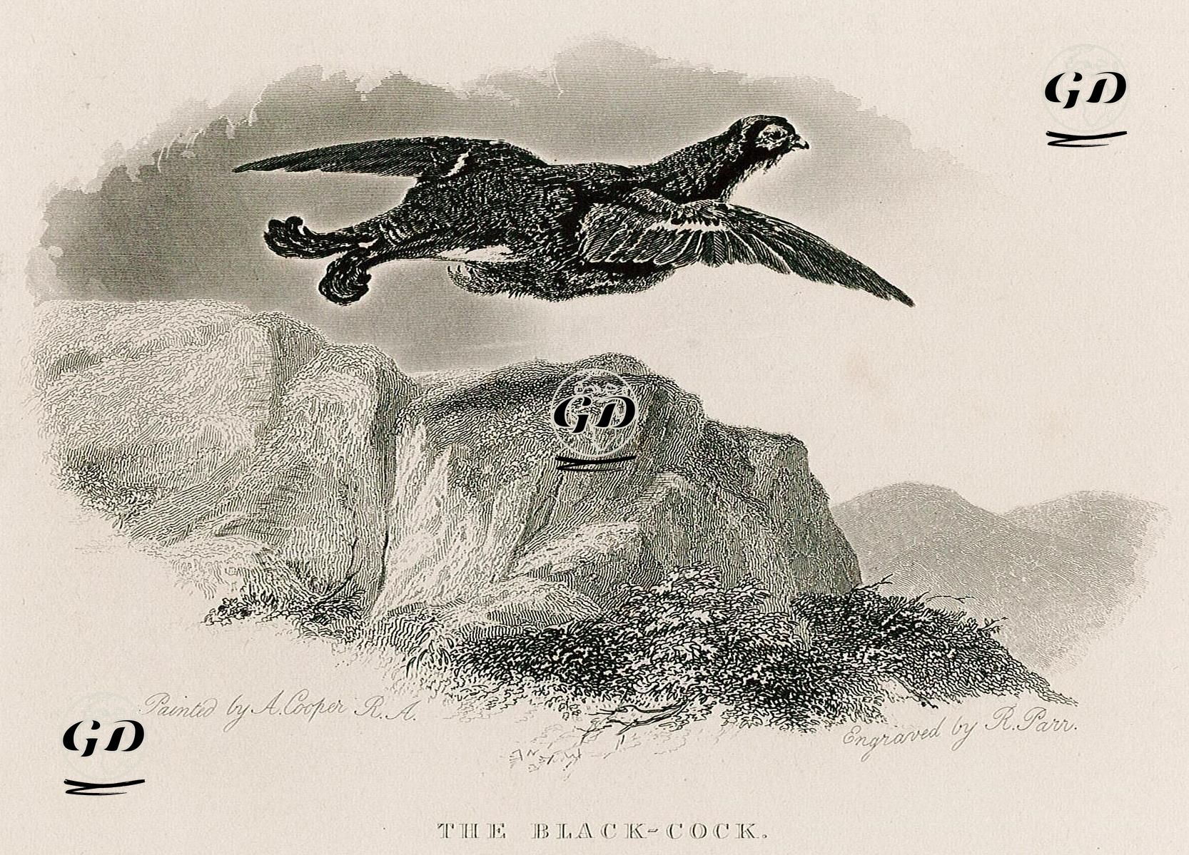 Siyah Keklik - Abraham Cooper (1787-1868) - 1834