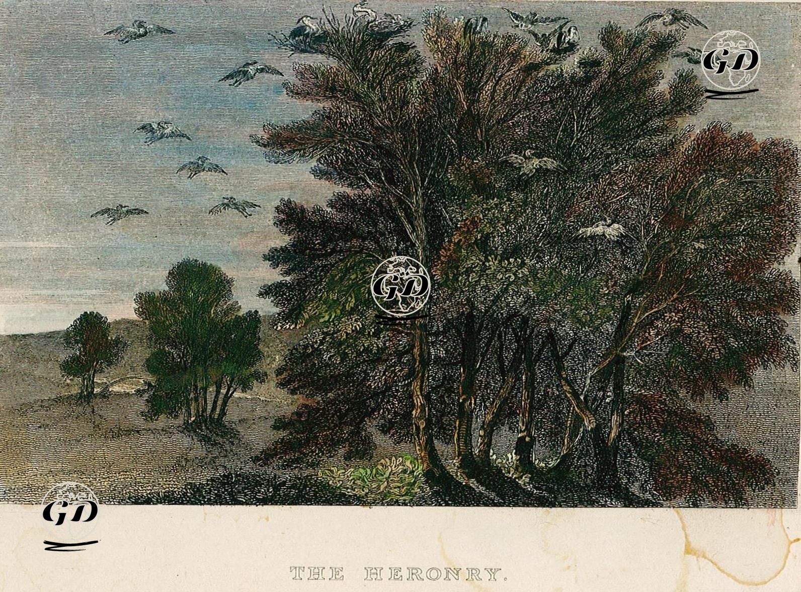 Balıkçıl Kuşlarının Yuvası -  - 1855