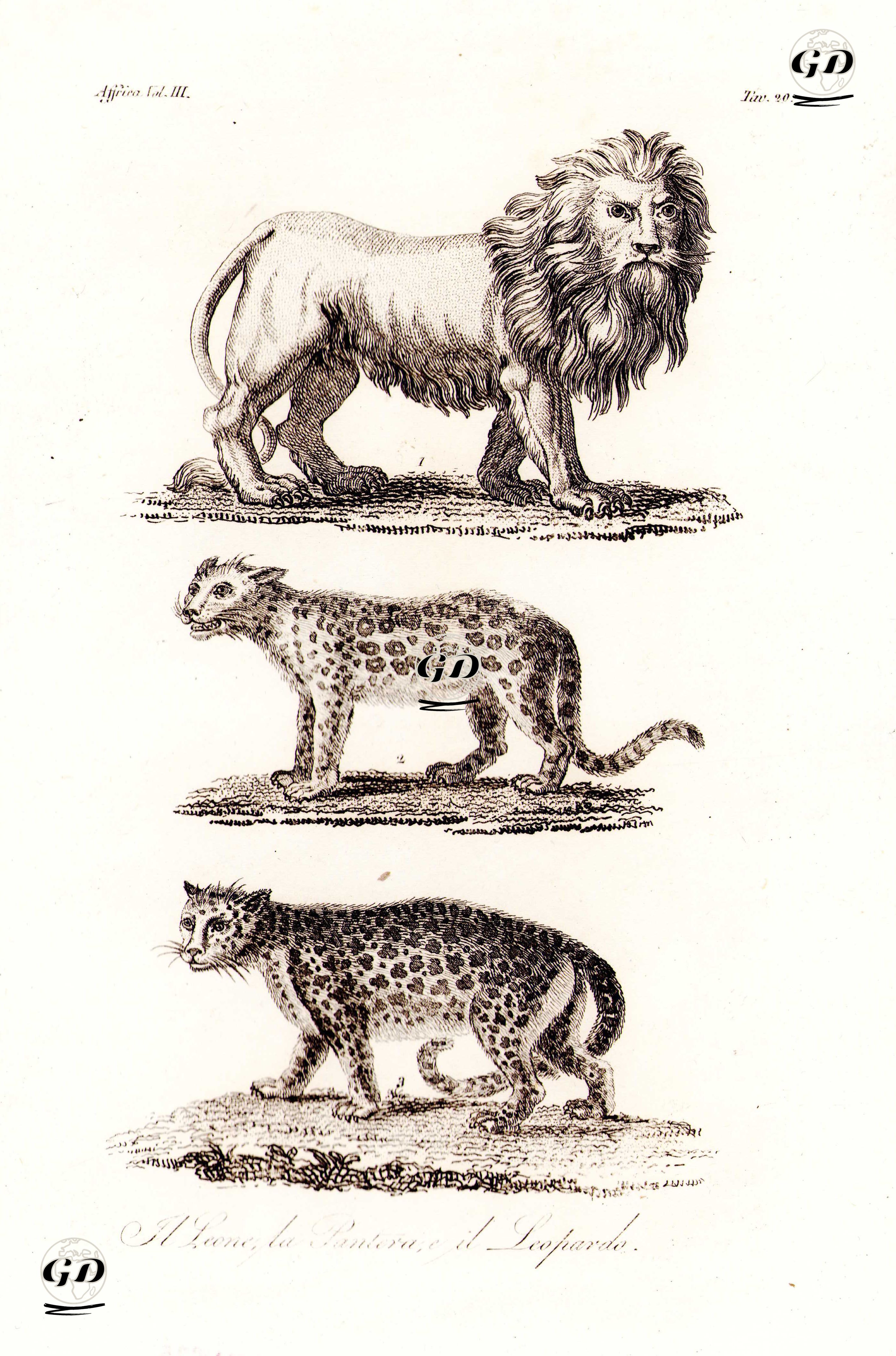 il Leone La Pantera il Leopard, Africa Vol.III. Tav.20. (Animals of Africa-Lion, Panther, Leopard) -  - 1820's-1840's