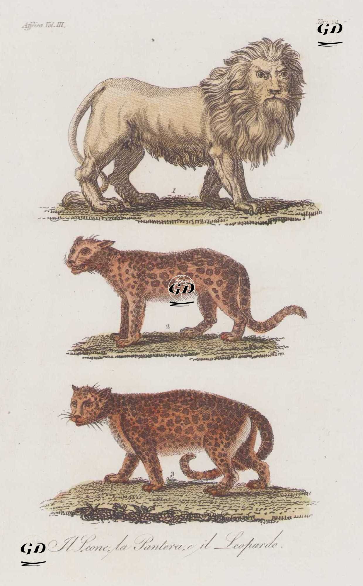 Afrika'da Yaşayan Aslan, Panter, Leopar, Afrika Cilt III. Resim 20. -  - 1820's-1840's
