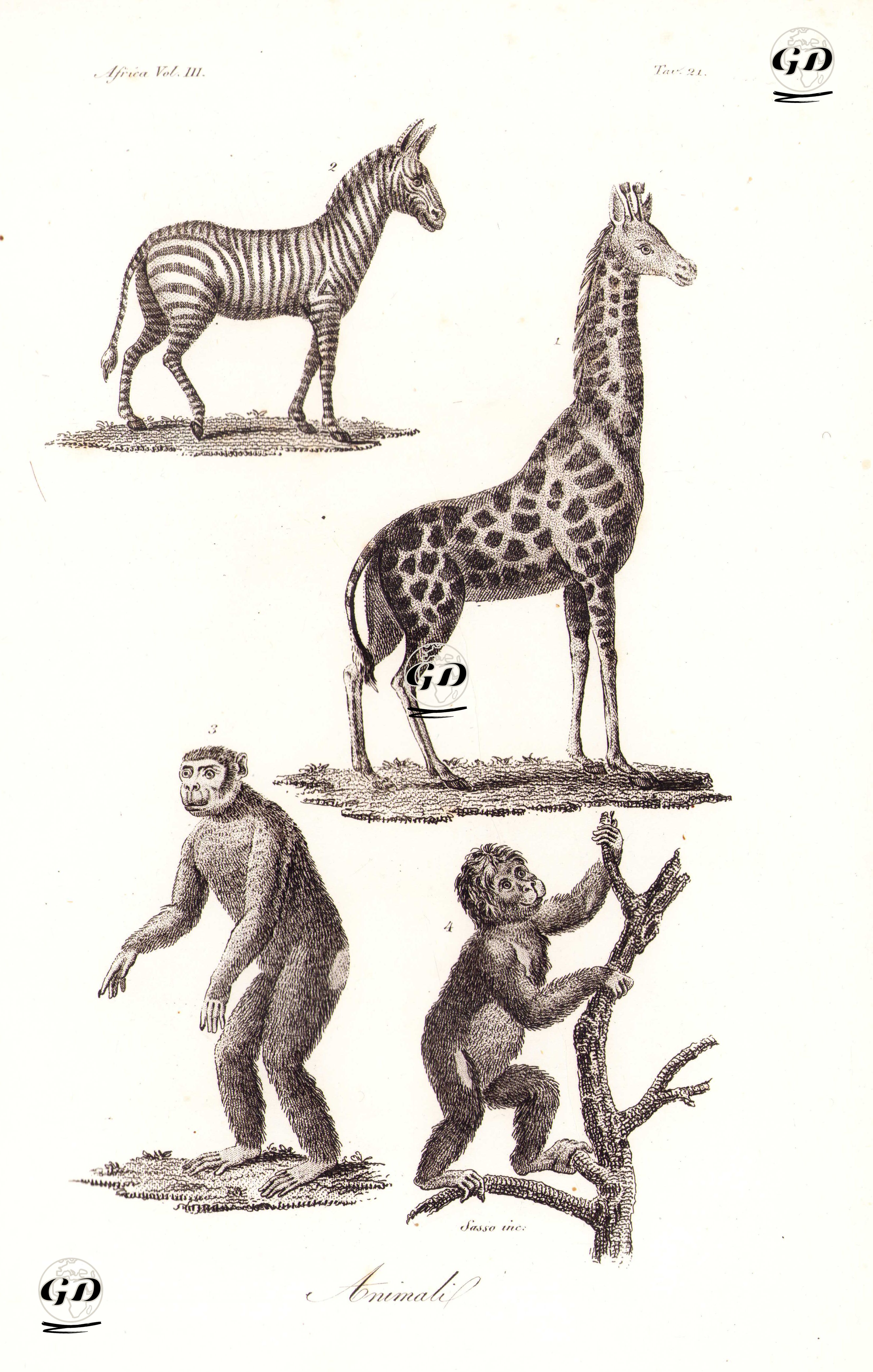 Animali, Africa Vol.III. Tav.21. (Animals of Africa-Zebra, Giraffe, Gorilla, Monkey) -  - 1820's-1840's