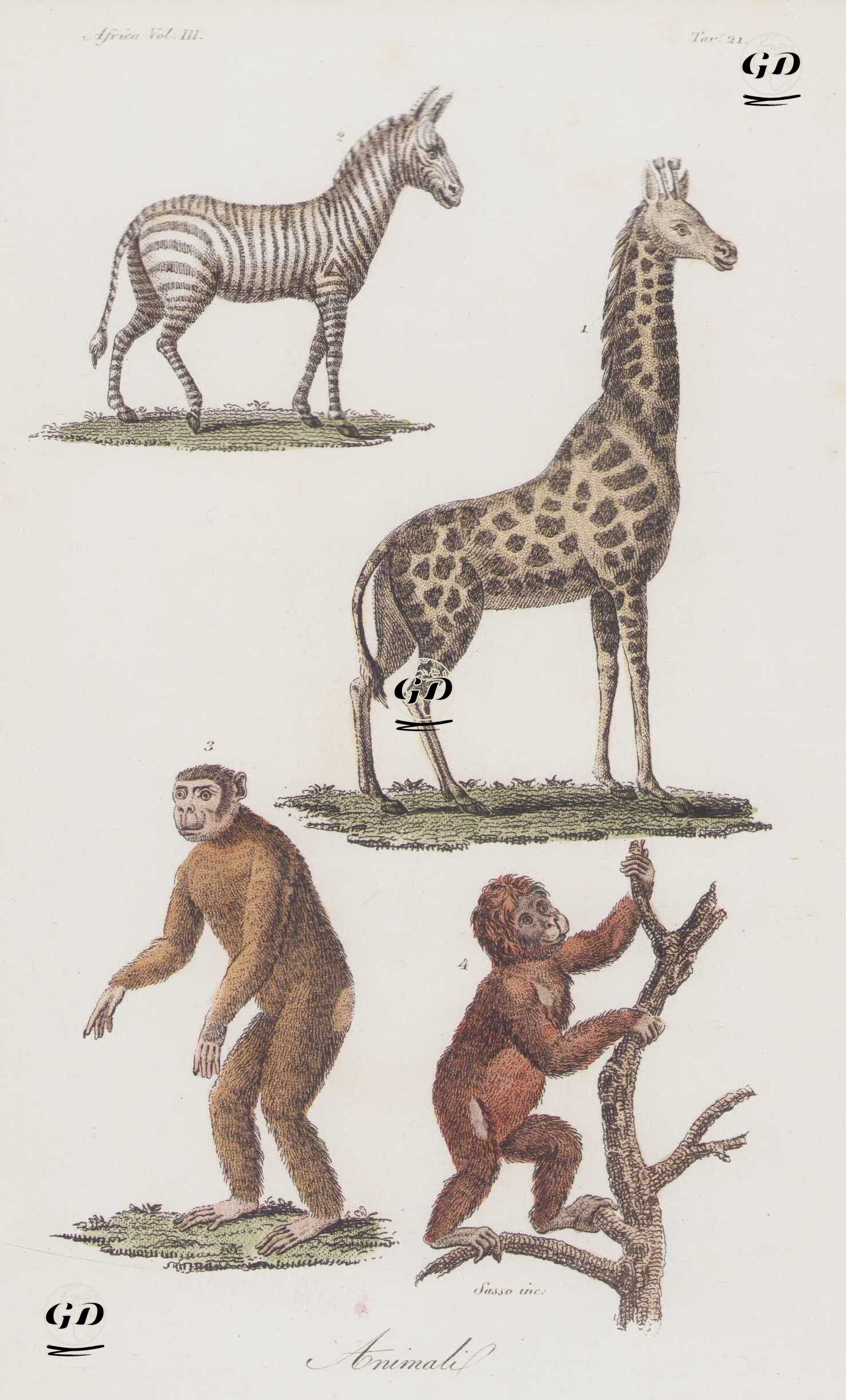 Afrika'da Yaşayan Zebra, Zürafa, Goril Ve Maymun, Afrika Cilt III. Resim 21. -  - 1820's-1840's