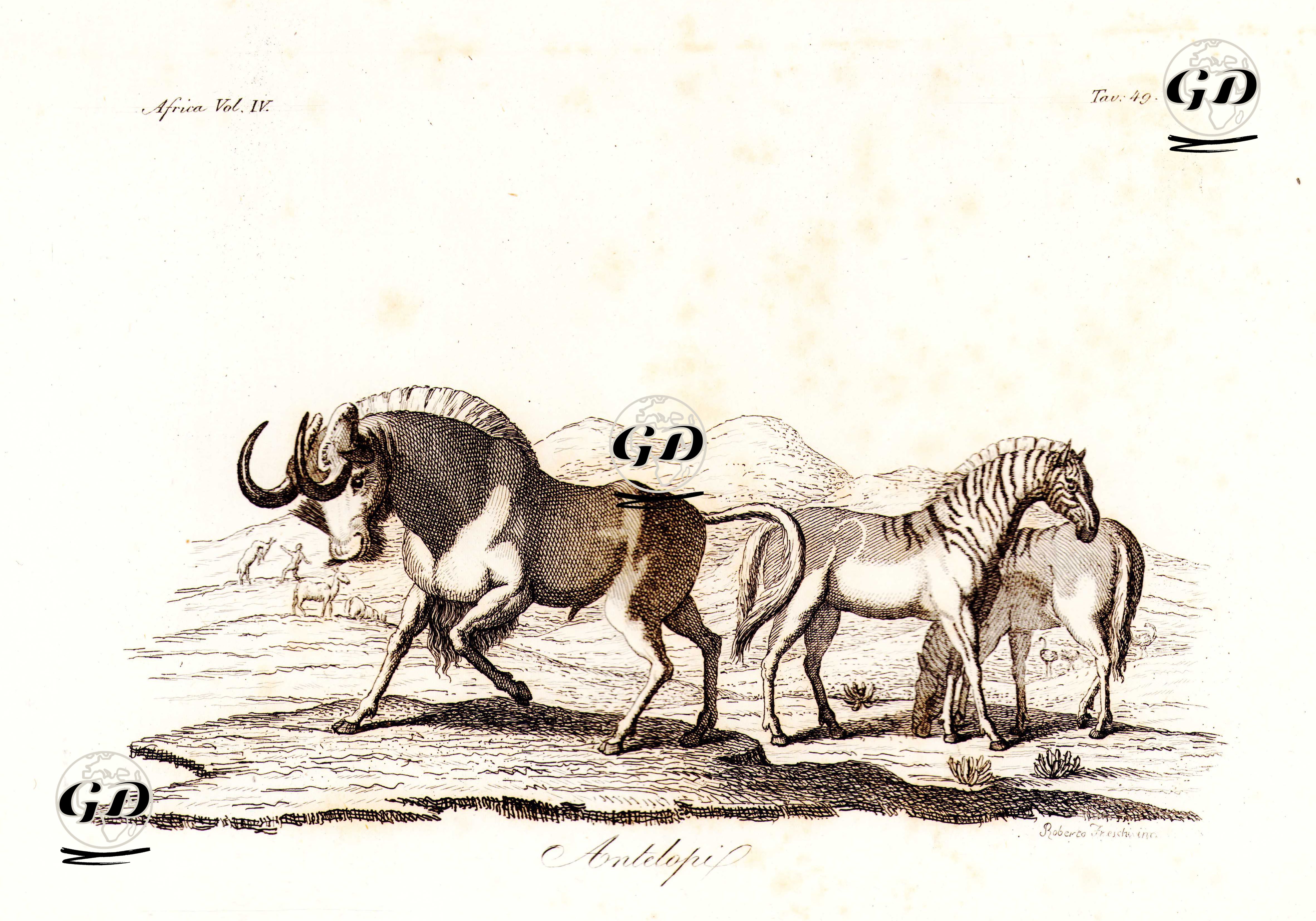 Afrika'da Yaşayan Siyah Antilop, Afrika Cilt IV. Resim 49. -  - 1820's-1840's