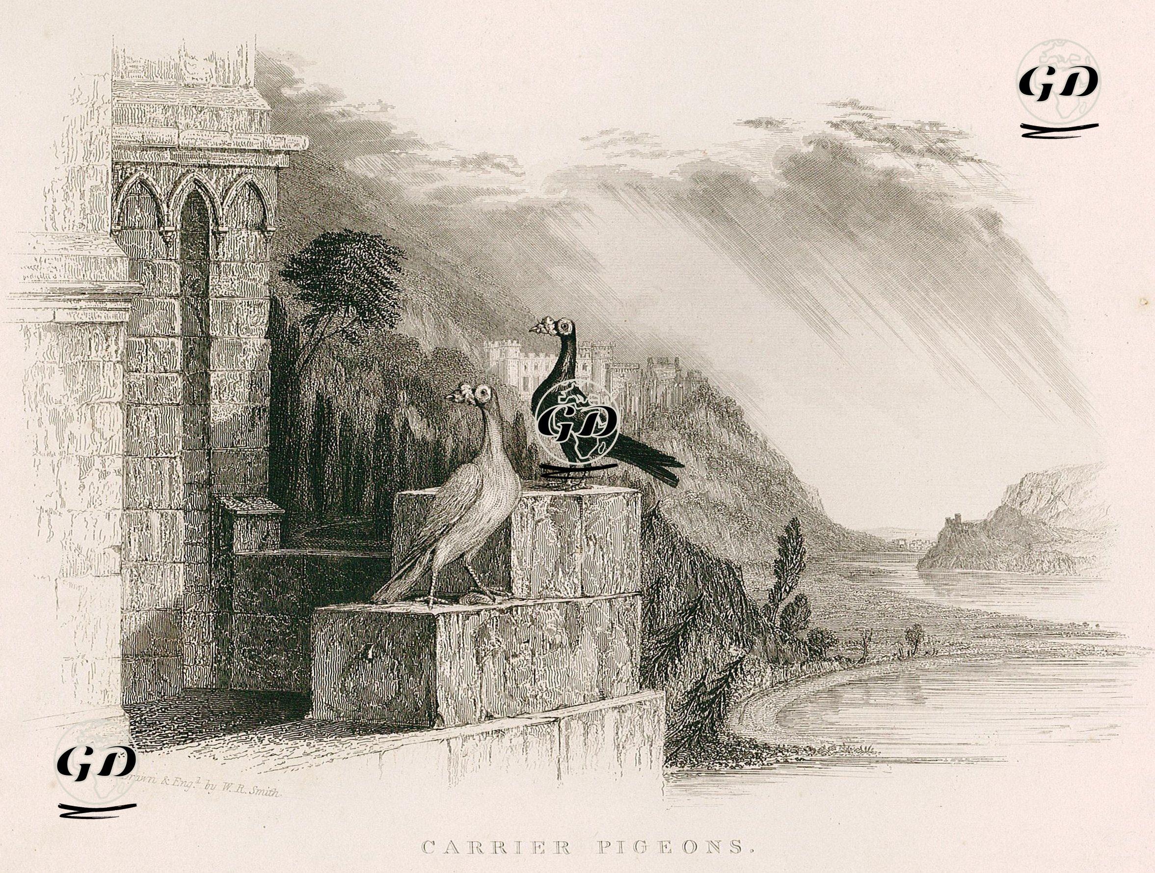 Haber (Posta) Güvercinleri - William Raymond Smith - 1834