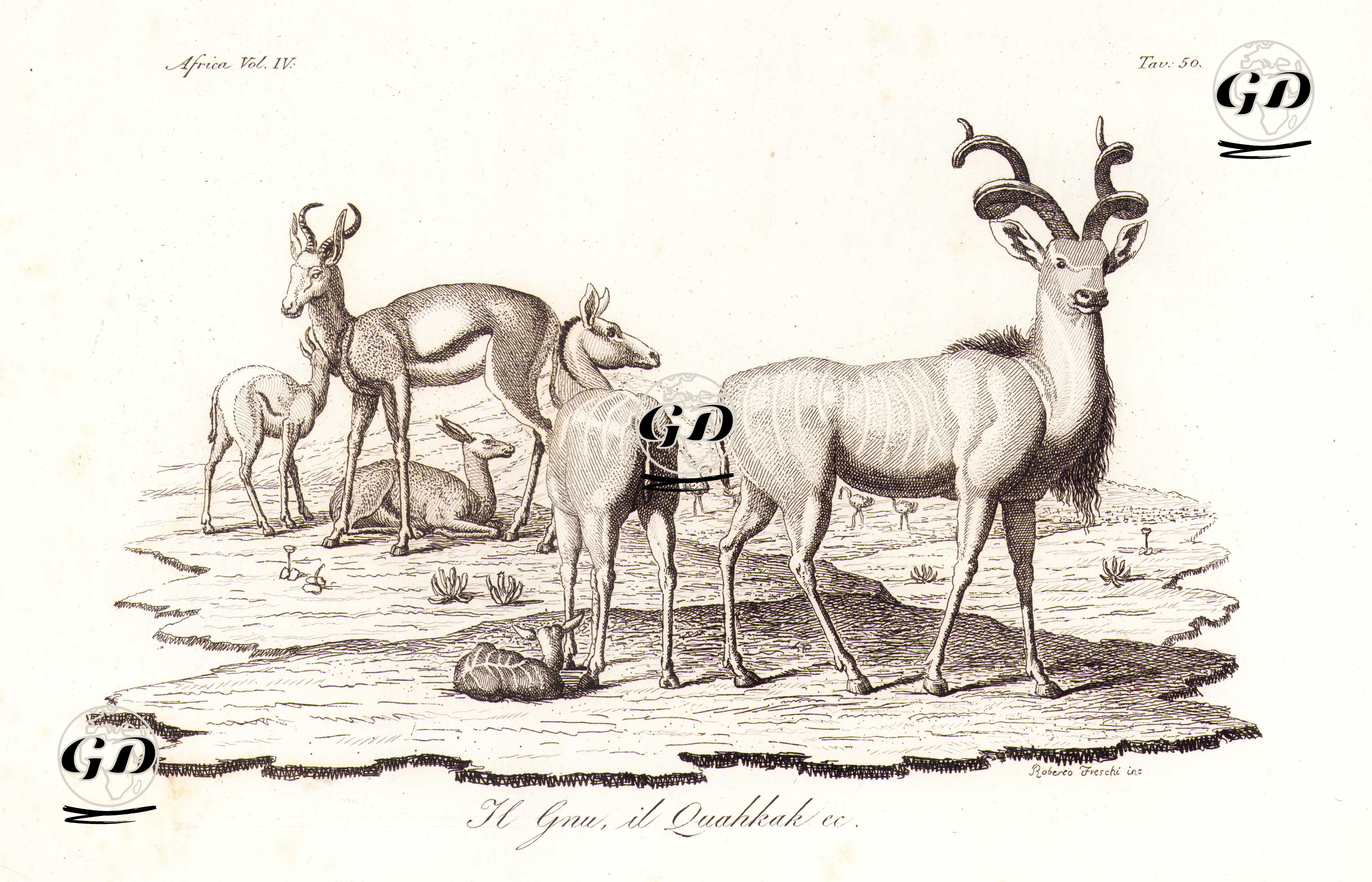 il Gnu il Zuahrar Ec., Africa Vol.IV. Tav.50. (Cuvier's Gazelle And Greater Kudu) -  - 1820's-1840's