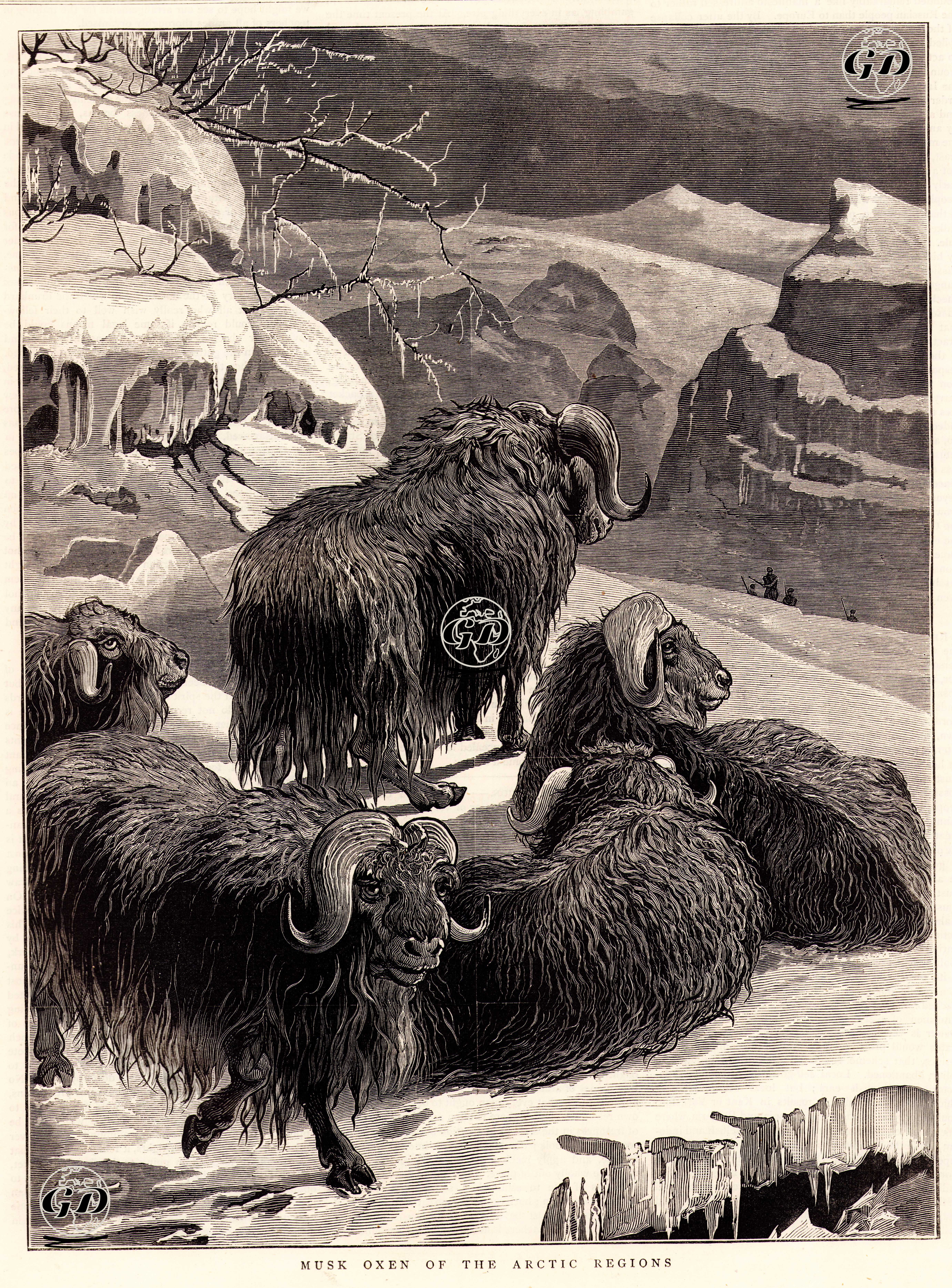 Musk Oxen Of The Arctic Regions -  - 1876