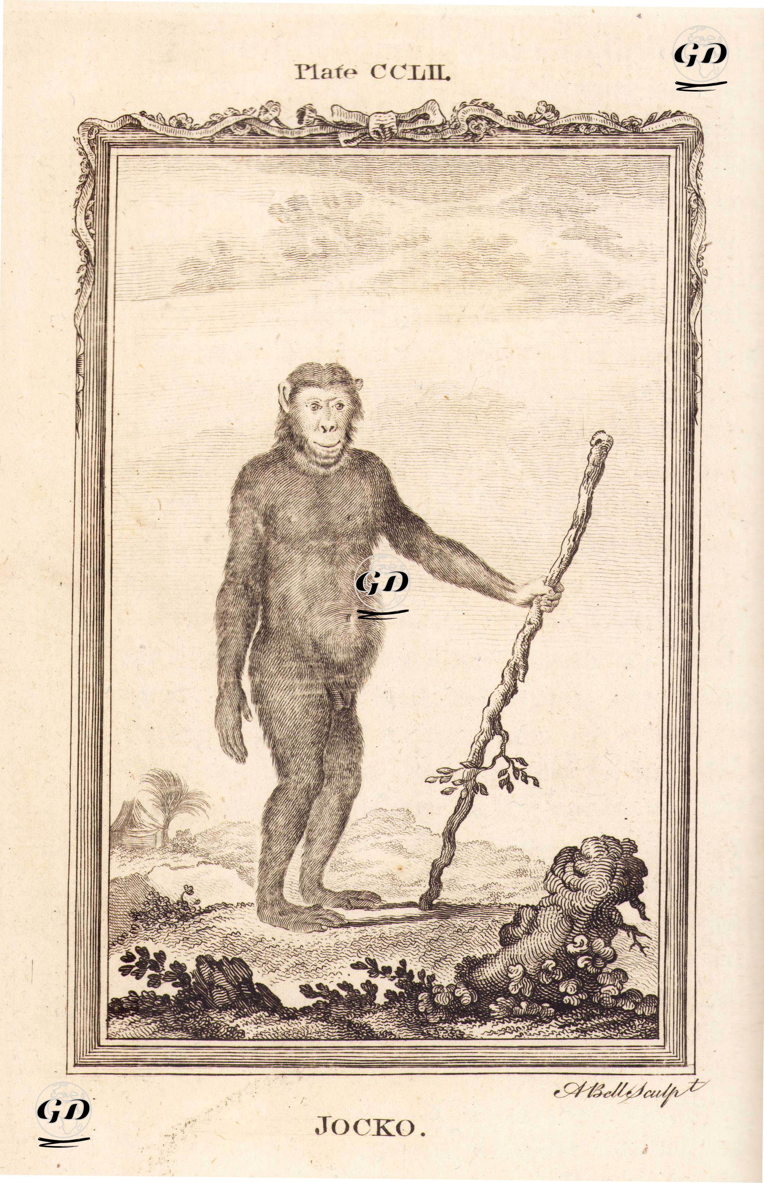 Jocko Maymunu Veya Şempanzesi, Plate CCLII. - Georges Buffon (1707-1788) - 1780