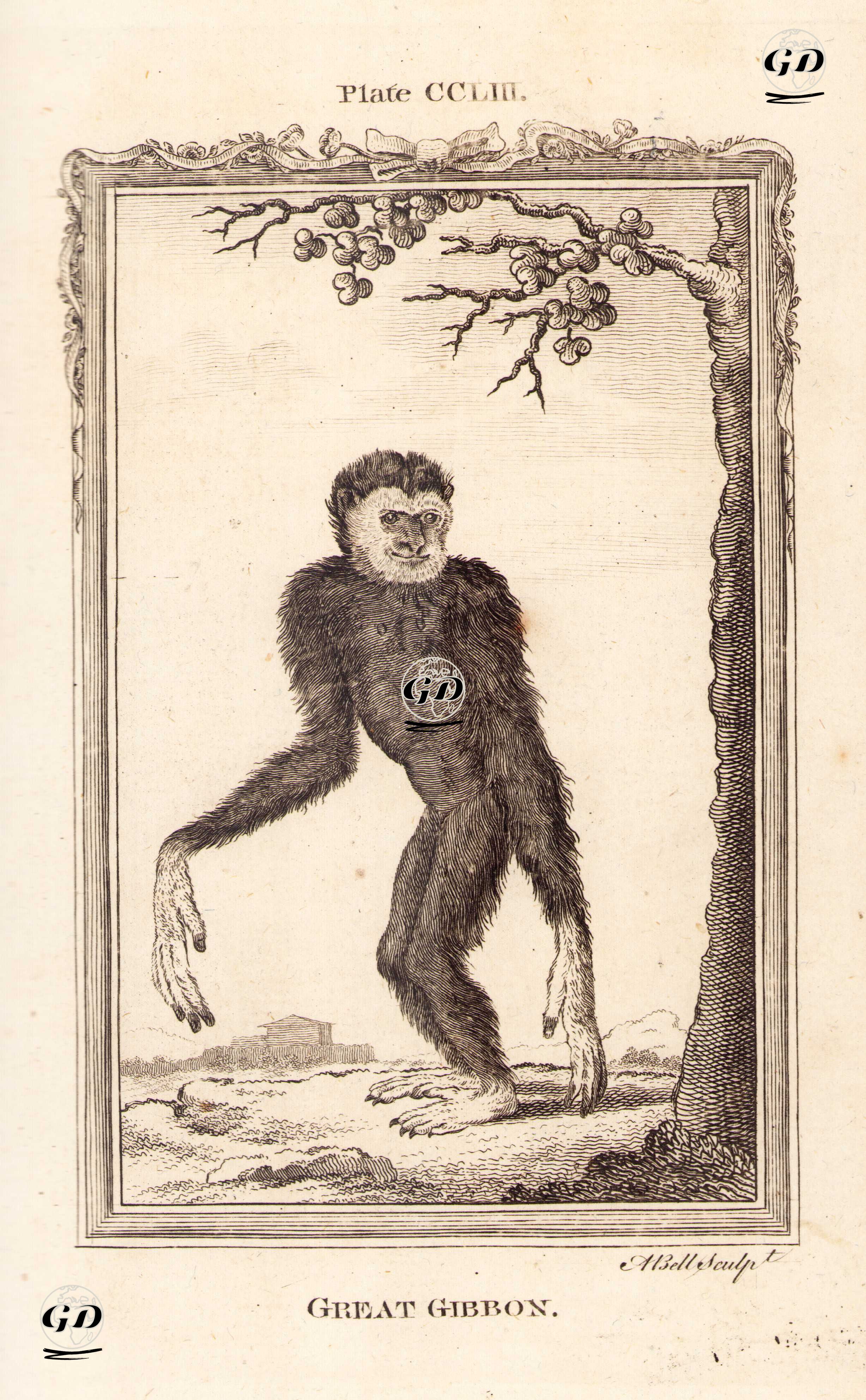 Great Gibbon, Plate CCLIII. - Georges Buffon (1707-1788) - 1780