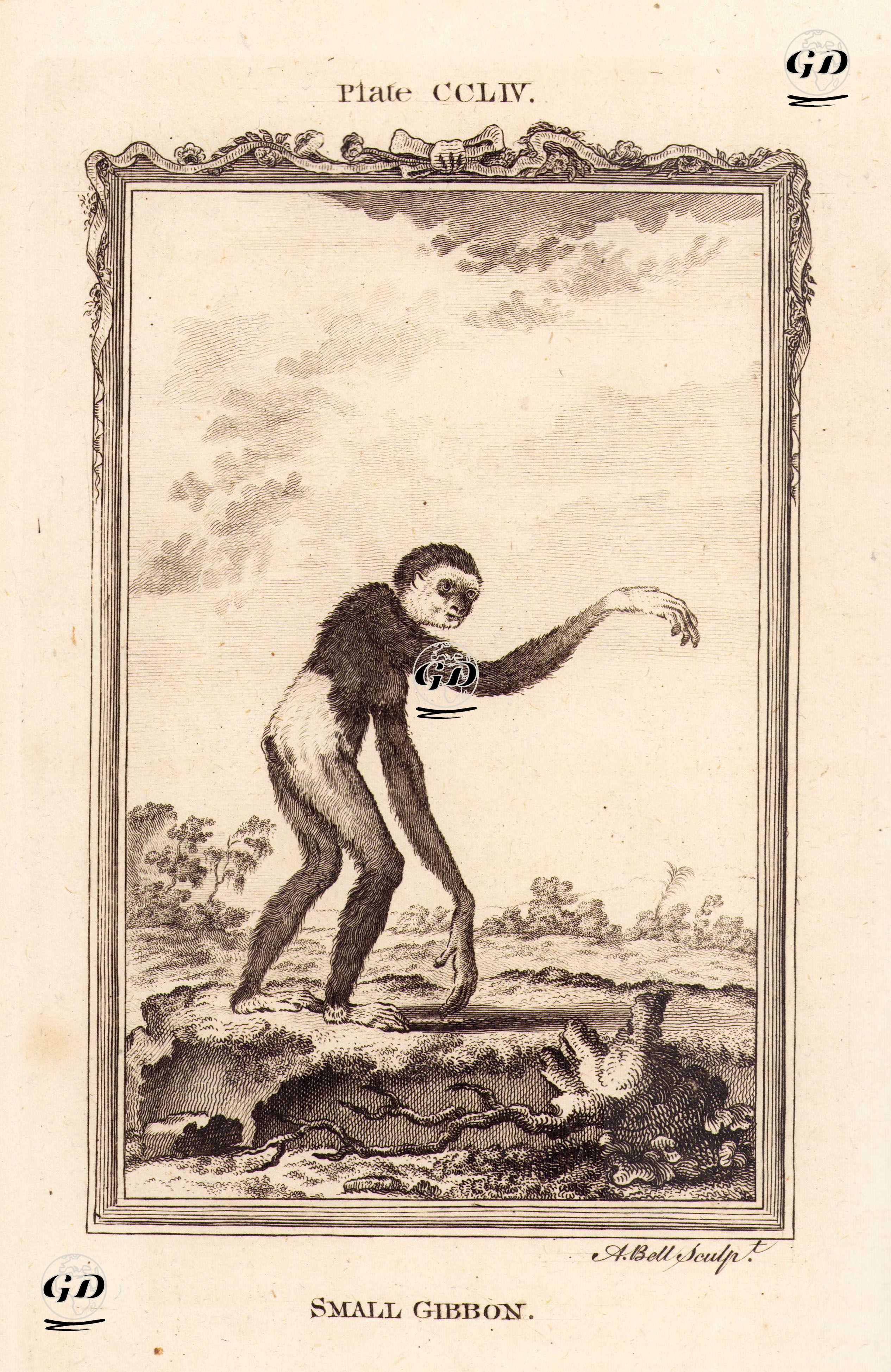 Küçük Gibbon Maymunu, Plate CCLIV. - Georges Buffon (1707-1788) - 1780