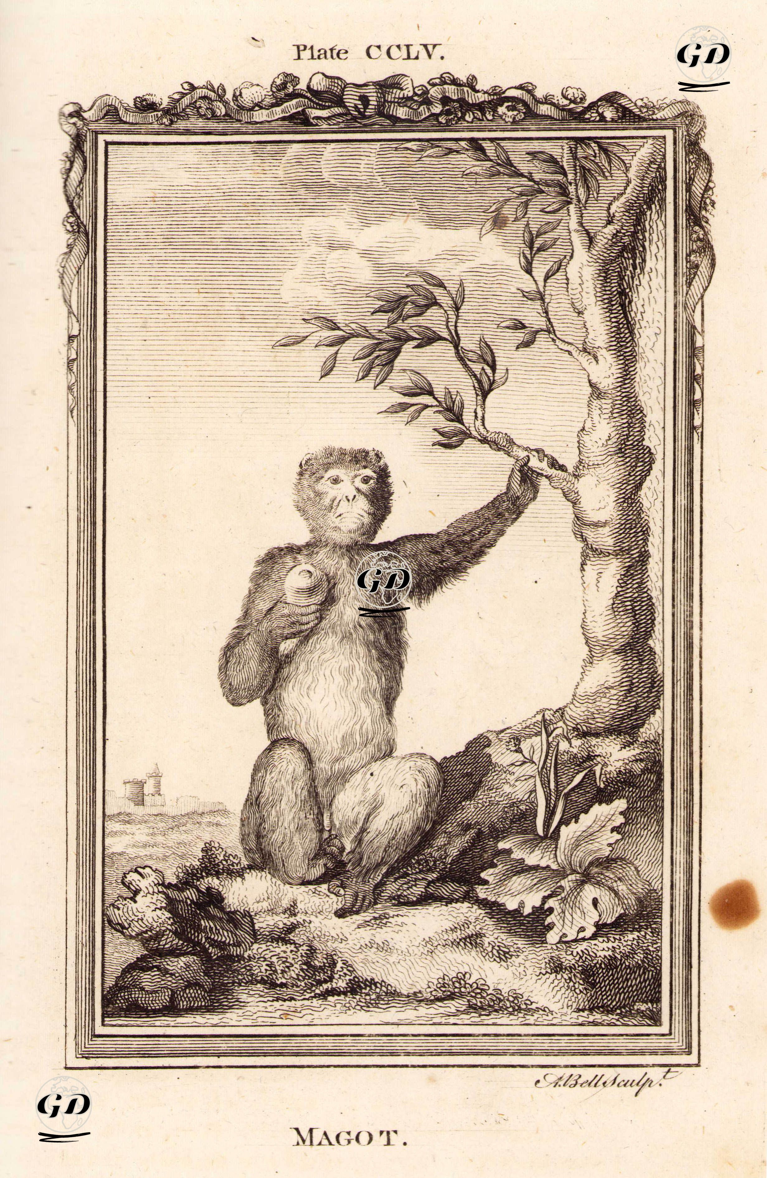Berberi Şebeği, Plate CCLV.  - Georges Buffon (1707-1788) - 1780
