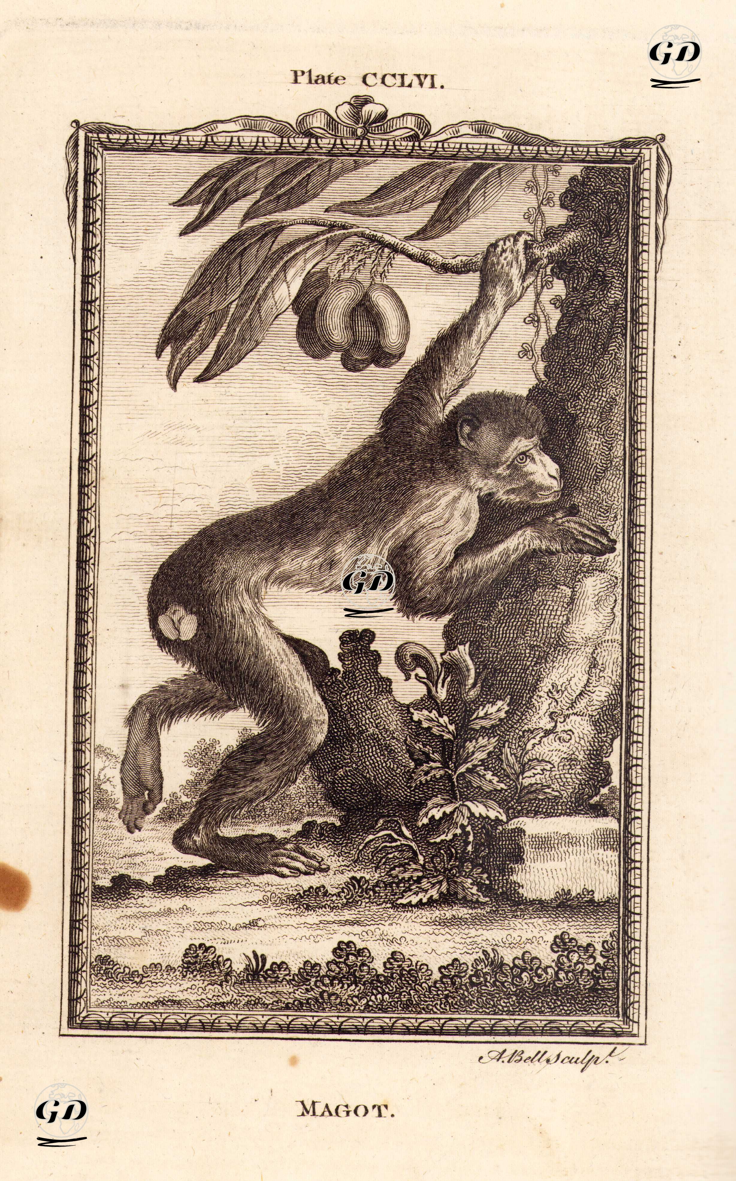 Berberi Şebeği, Plate CCLVI.  - Georges Buffon (1707-1788) - 1780