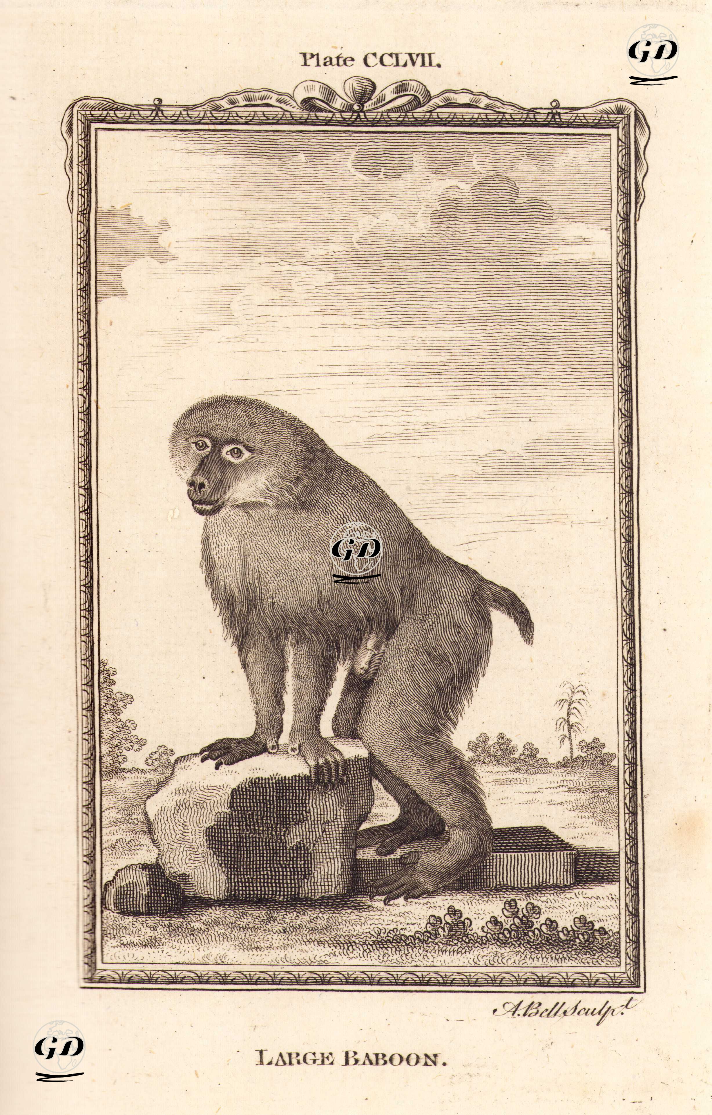 Large Baboon, Plate CCLVII. - Georges Buffon (1707-1788) - 1780