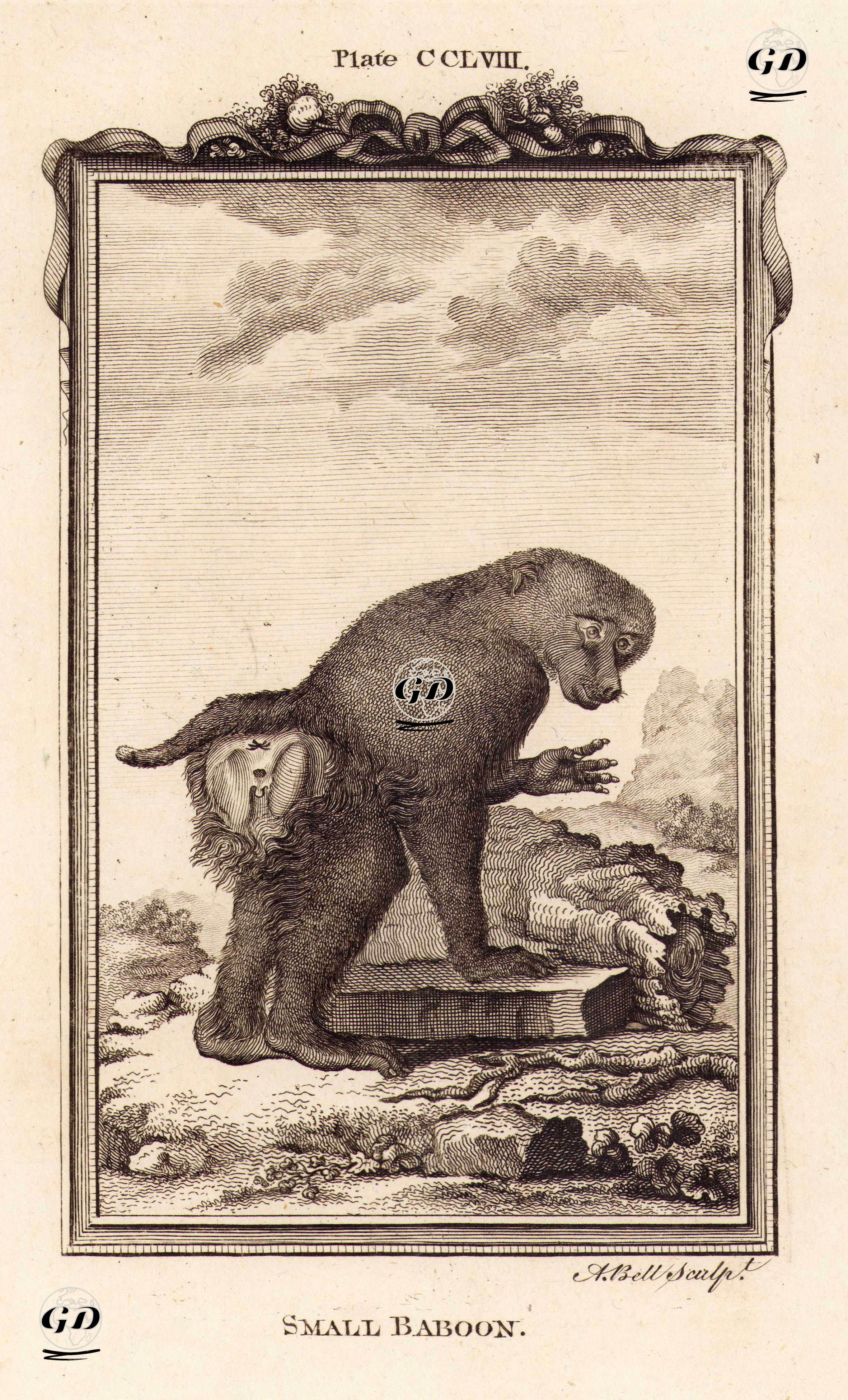 Small Baboon, Plate CCLVIII. - Georges Buffon (1707-1788) - 1780