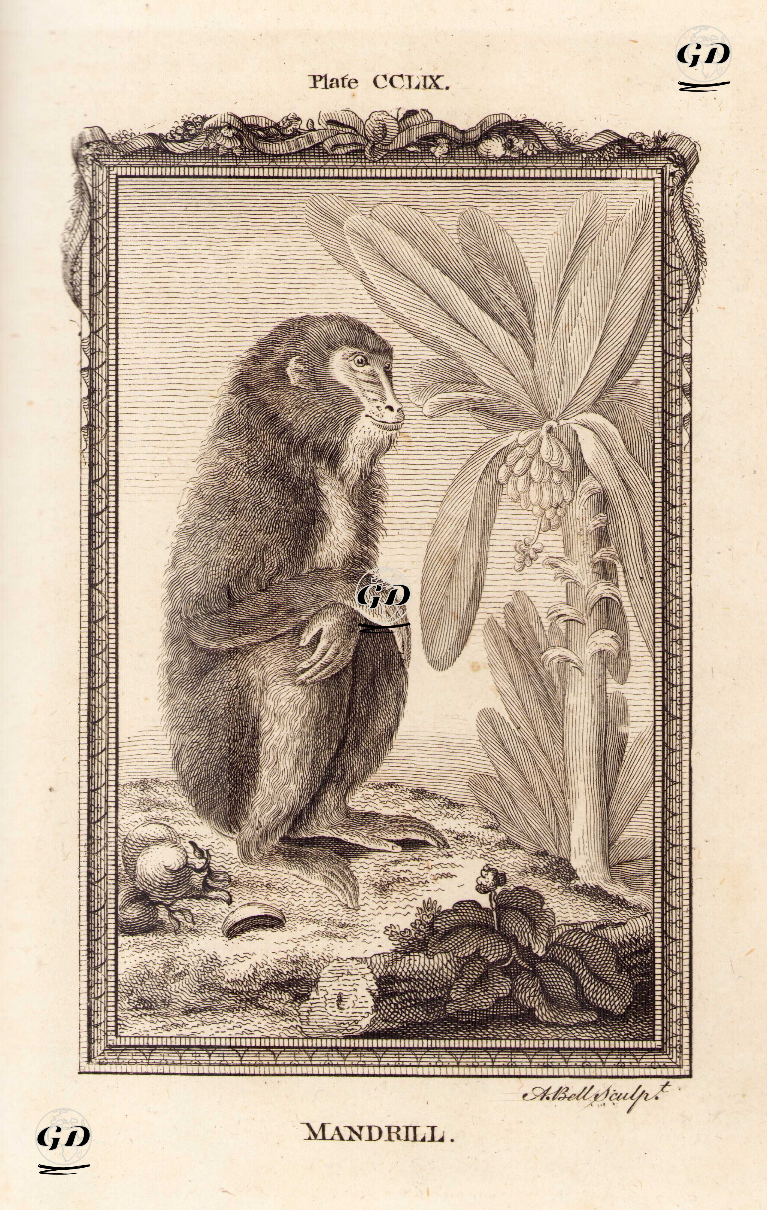 Mandrill, Plate CCLIX. - Georges Buffon (1707-1788) - 1780