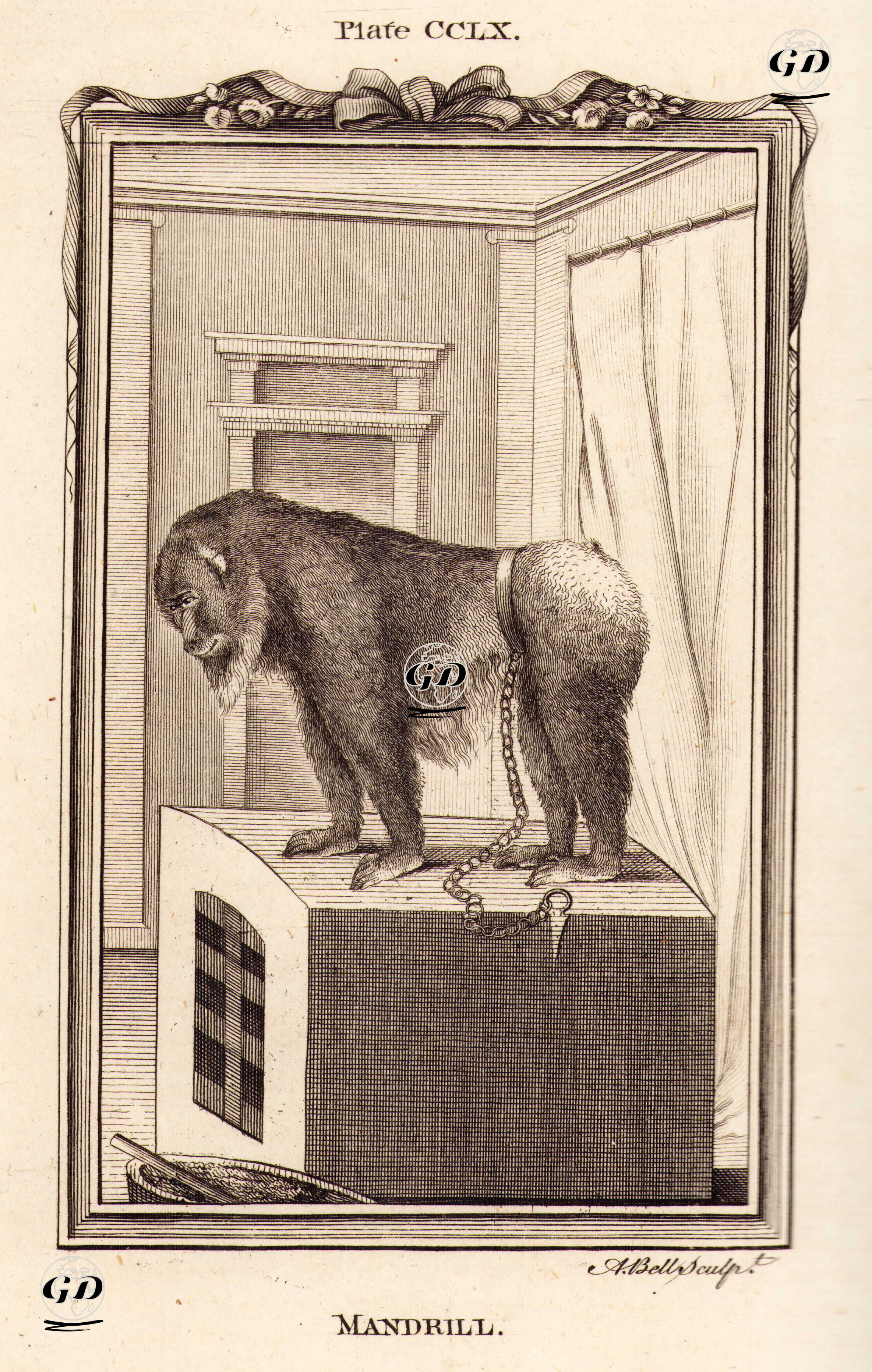 Mandrill, Plate CCLX. - Georges Buffon (1707-1788) - 1780