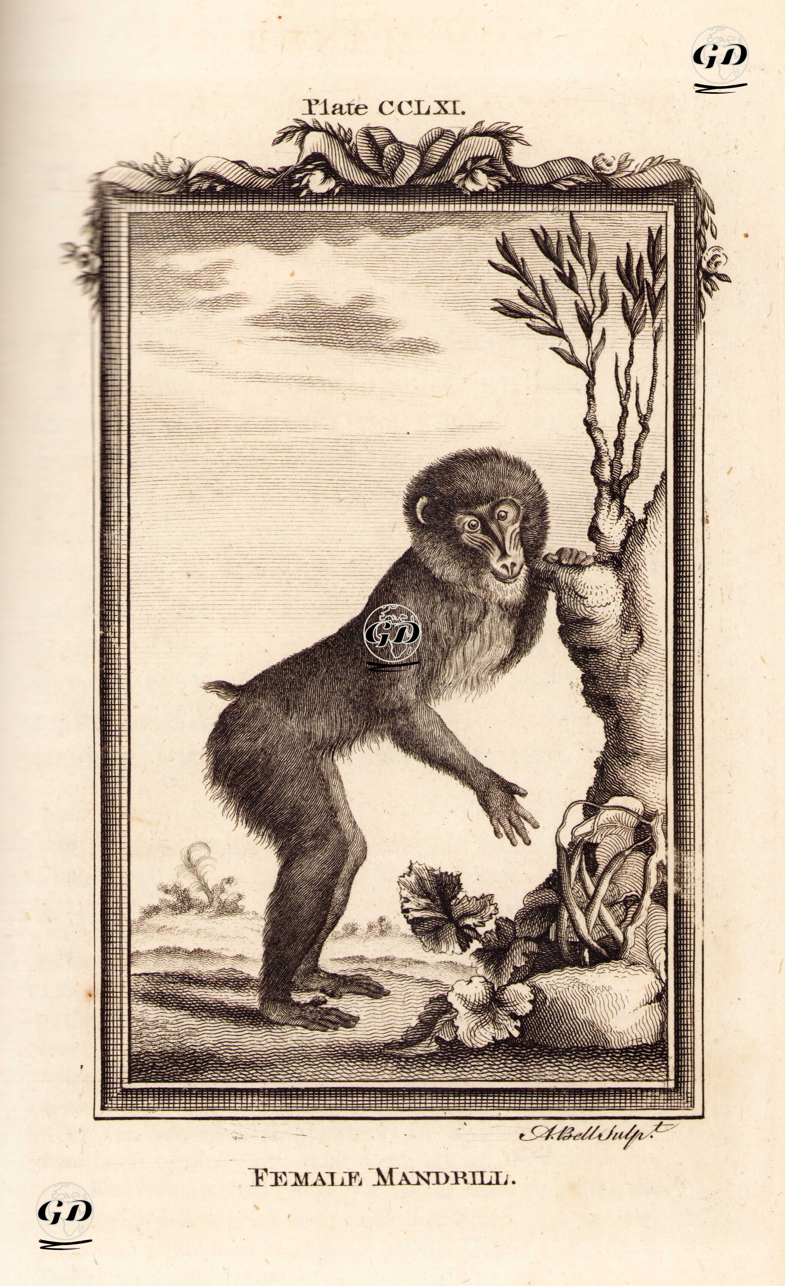 Dişi Mandril, Plate CCLXI. - Georges Buffon (1707-1788) - 1780