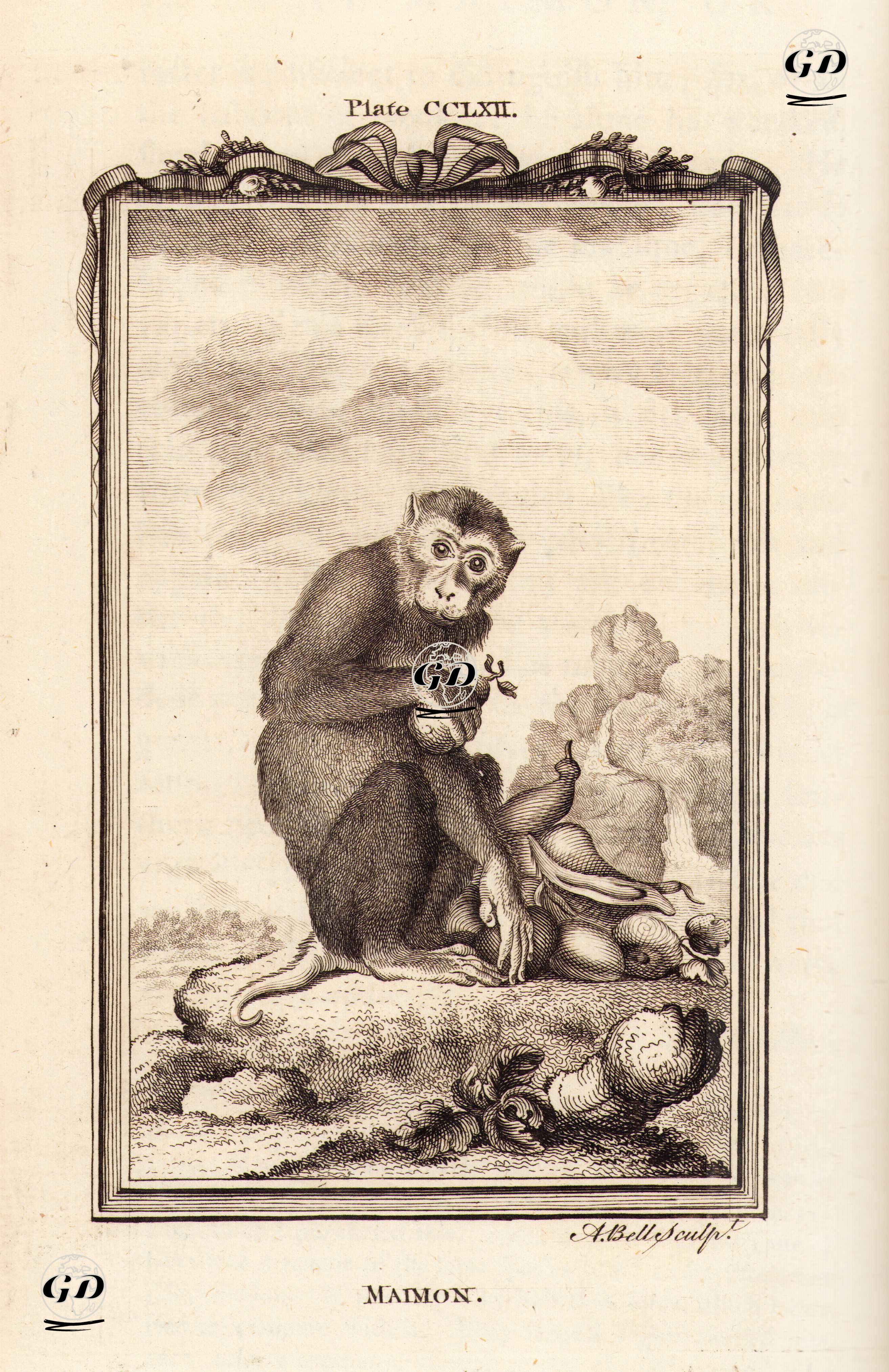 Maimon, Plate CCLXII. - Georges Buffon (1707-1788) - 1780