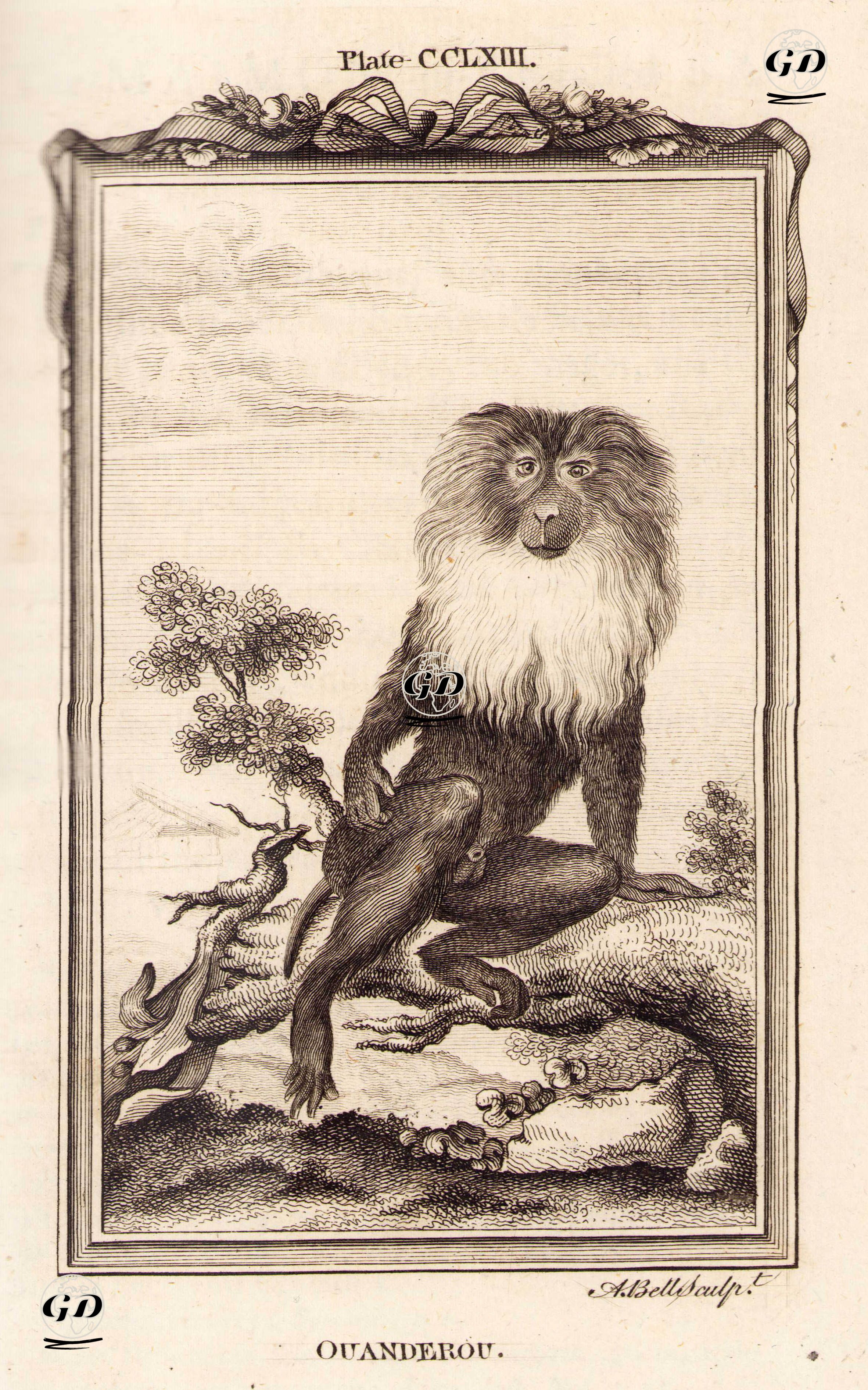 Aslan Kuyruklu Şebek (Makak) Veya Wanderoo, Plate CCLXIII. - Georges Buffon (1707-1788) - 1780