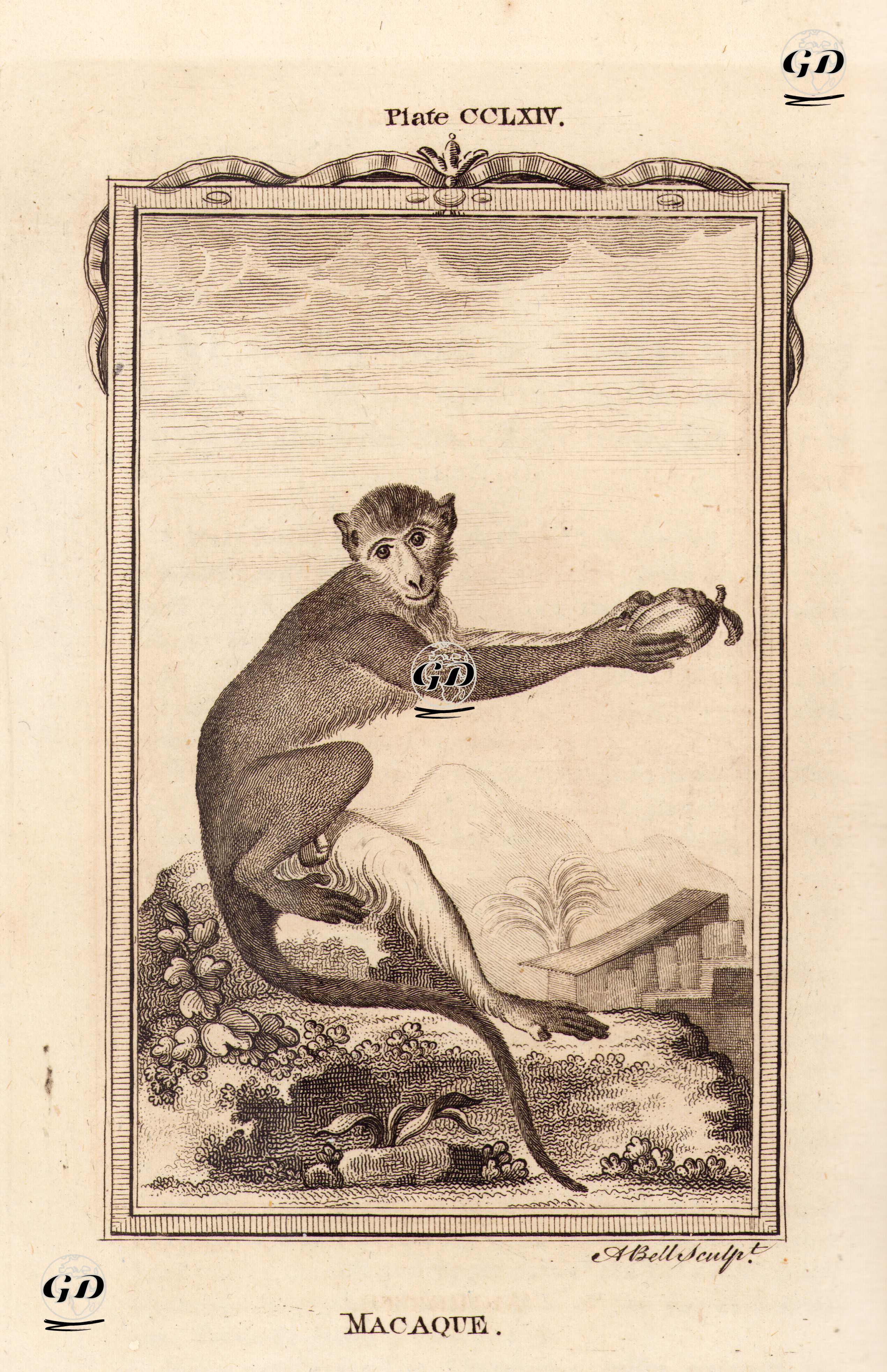 Şebek, Plate CCLXIV. - Georges Buffon (1707-1788) - 1780