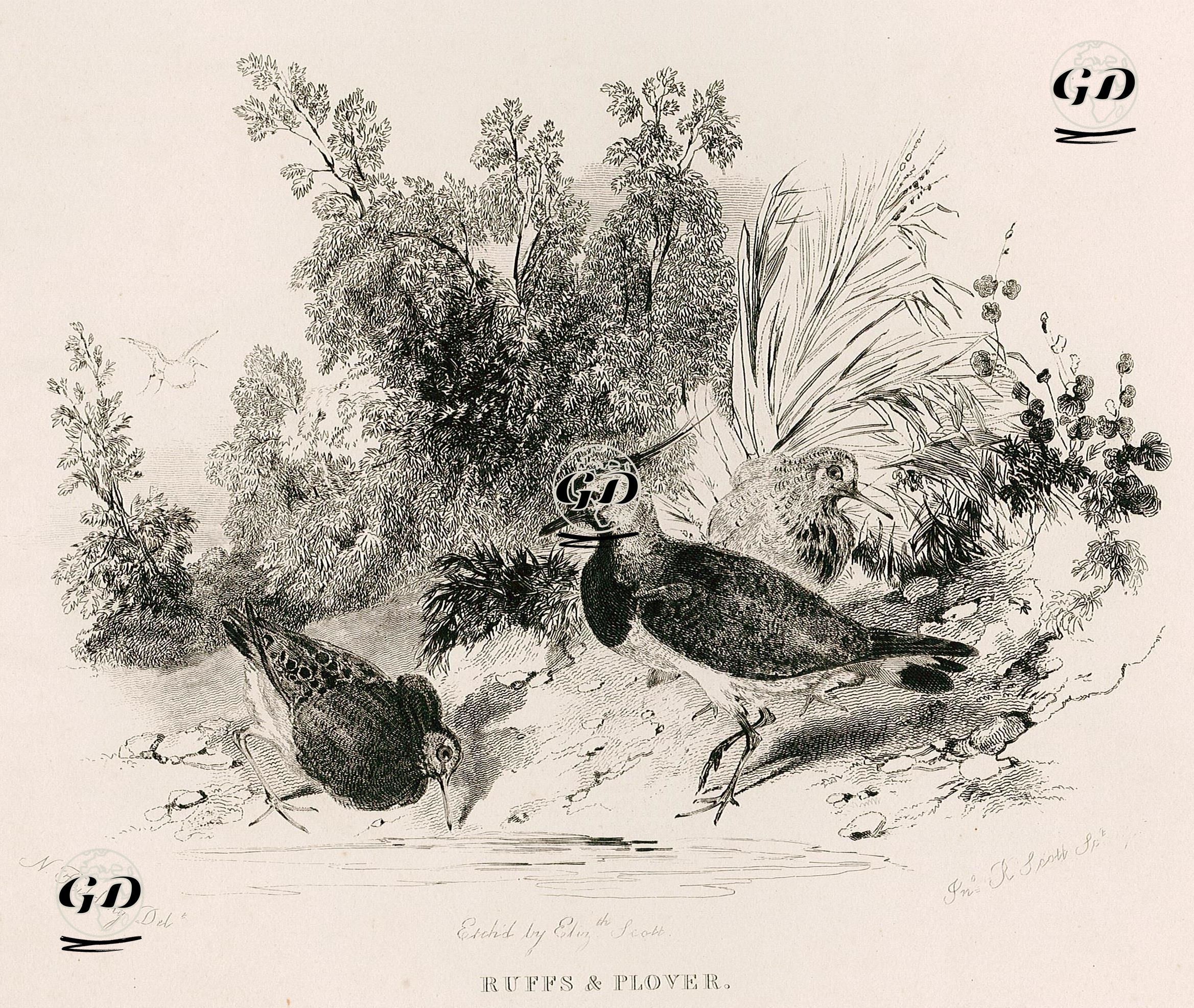 Ruffs & Plover - Robert Scott (1777-1841) - 1835