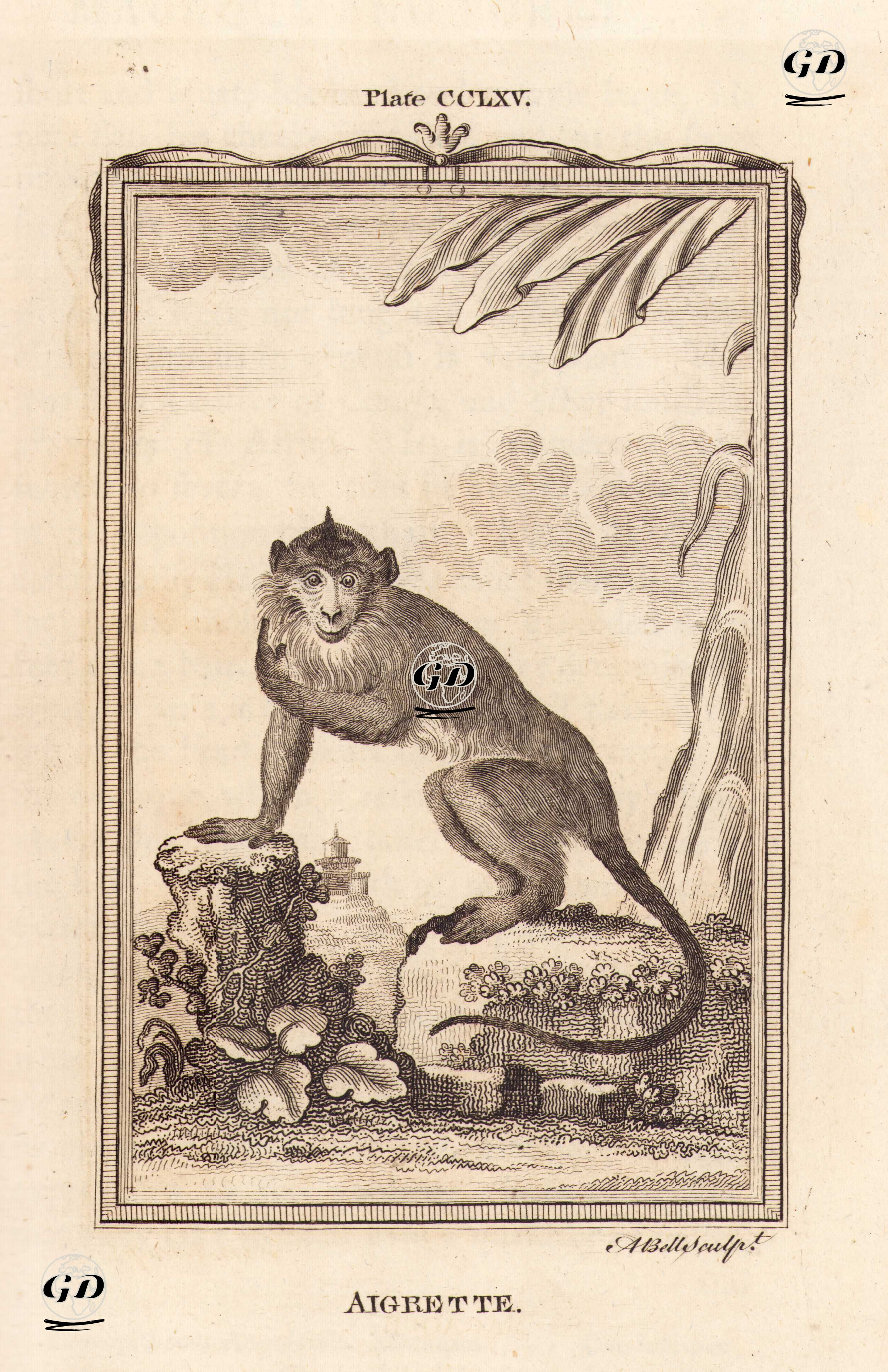 Aigrette, Plate CCLXV. - Georges Buffon (1707-1788) - 1780