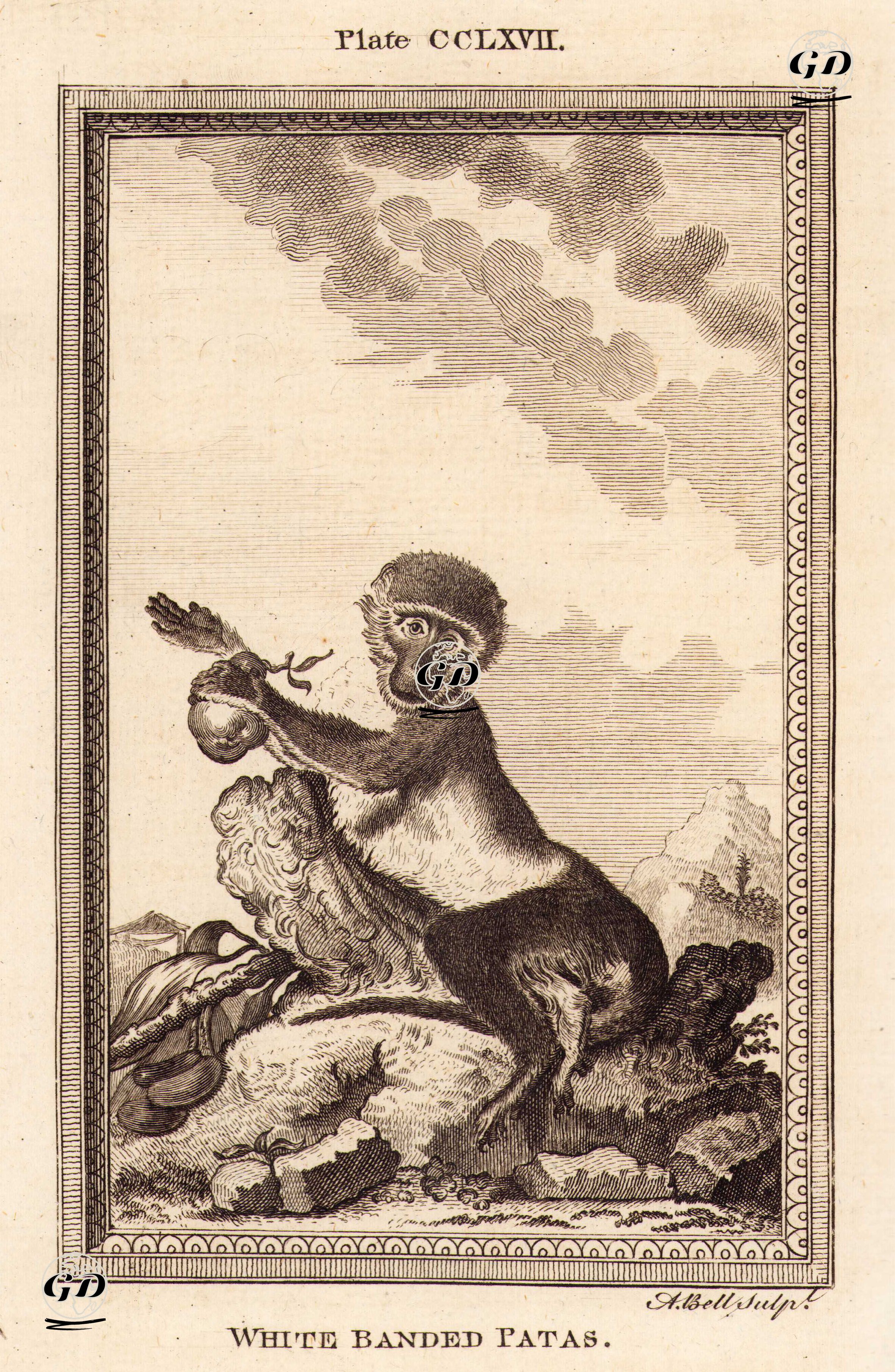 Beyaz Çizgili Husar Maymunu, Plate CCLXVII. - Georges Buffon (1707-1788) - 1780