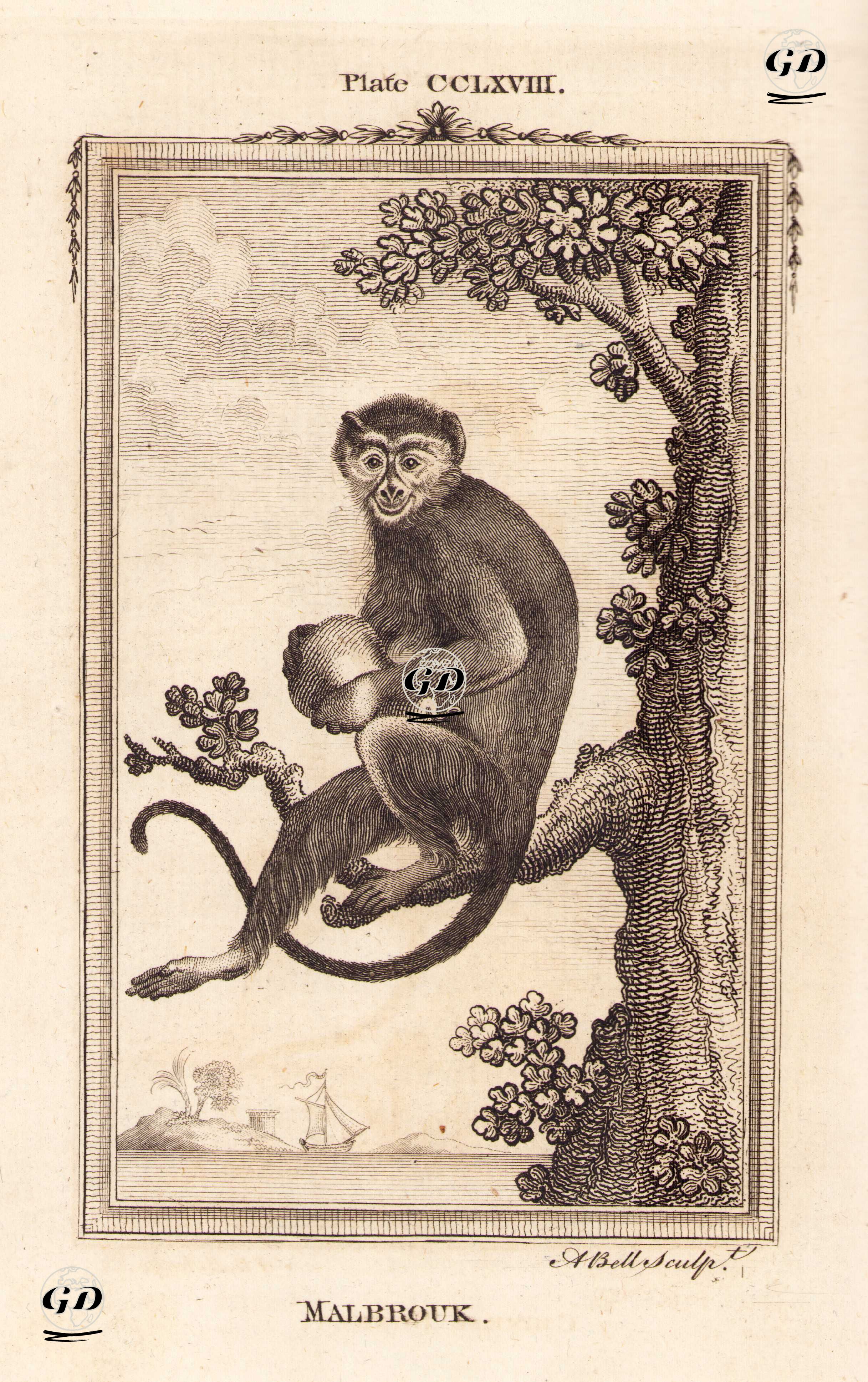Malbrouk, Plate CCLXVIII. - Georges Buffon (1707-1788) - 1780