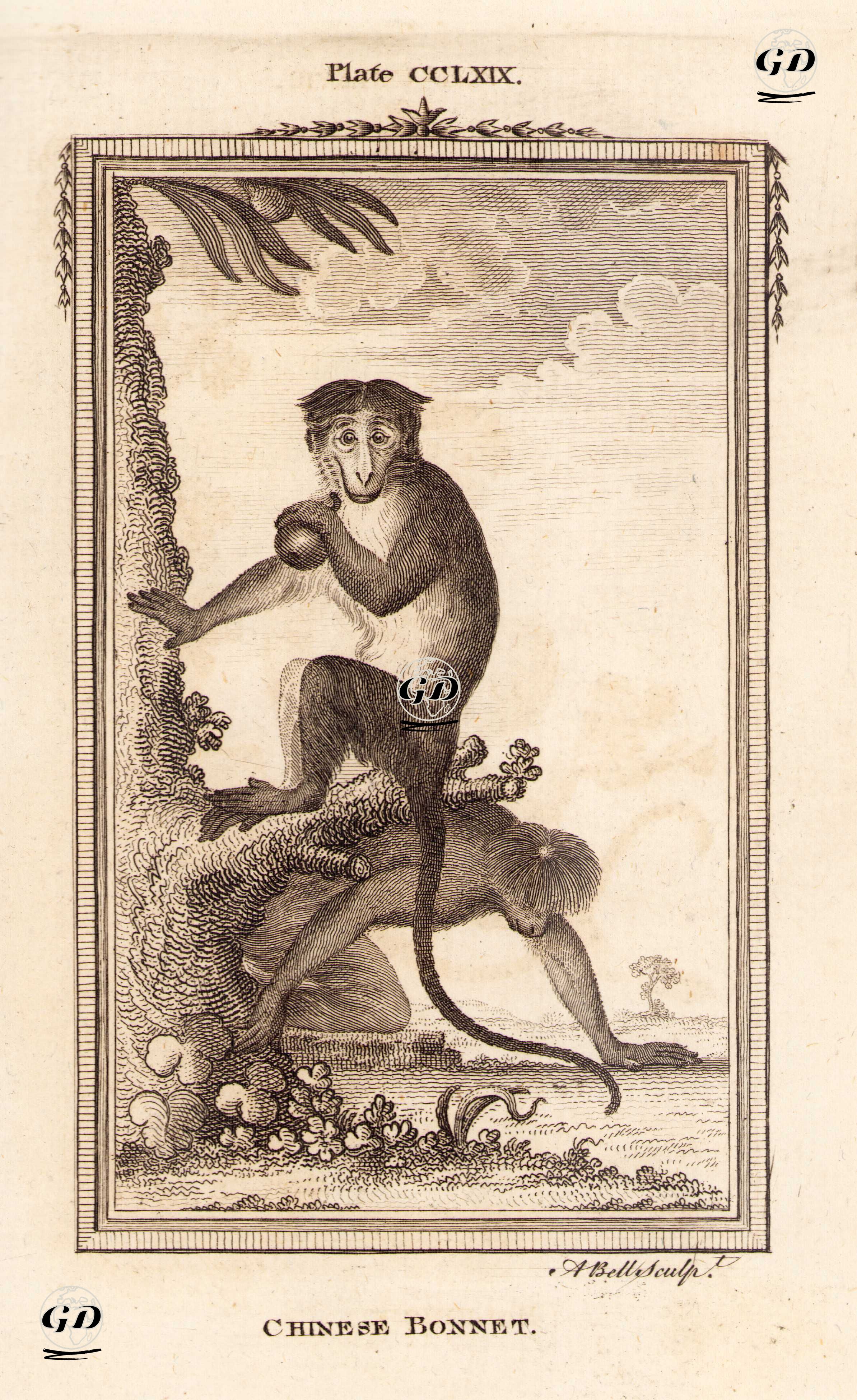 Başlıklı Şebek, Plate CCLXVIX. - Georges Buffon (1707-1788) - 1780