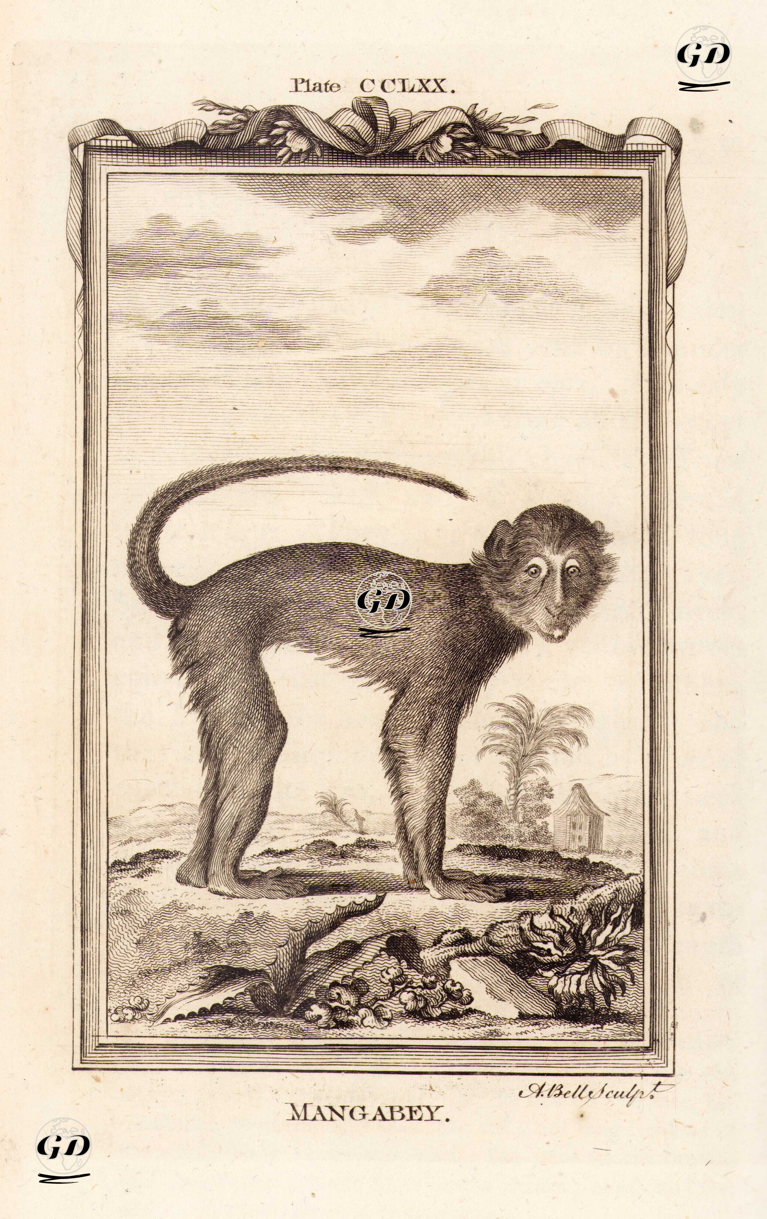 Mangabey, Plate CCLXX. - Georges Buffon (1707-1788) - 1780