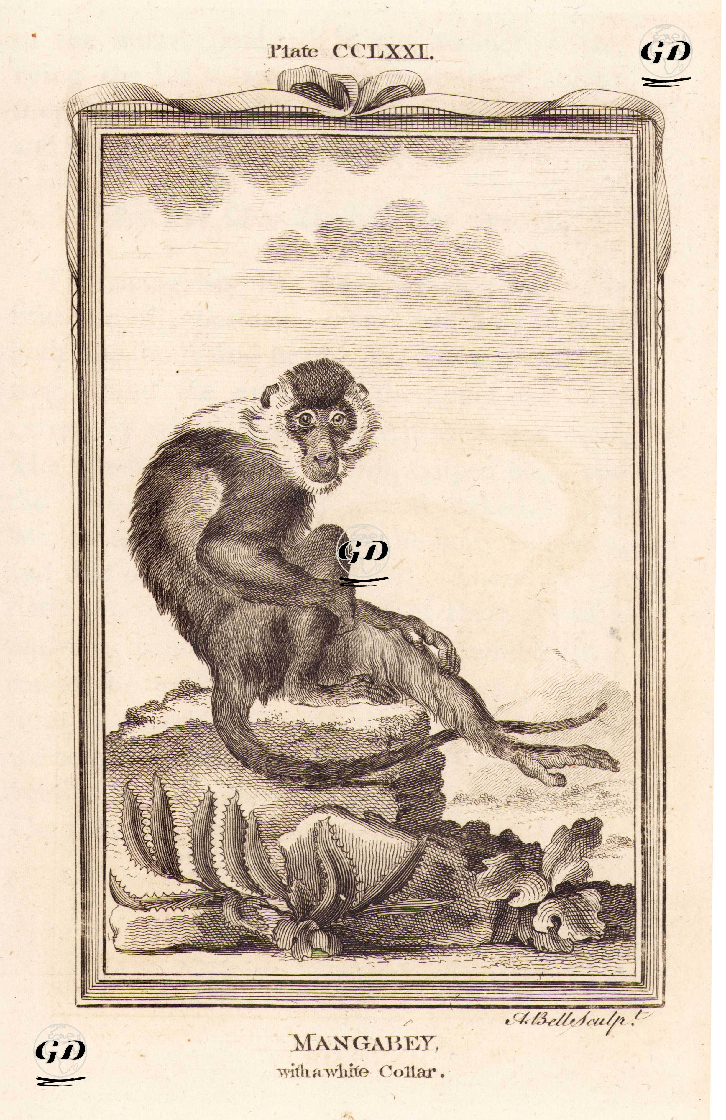 Beyaz Gerdanlı Mangabey Maymunu, Plate CCLXXI. - Georges Buffon (1707-1788) - 1780