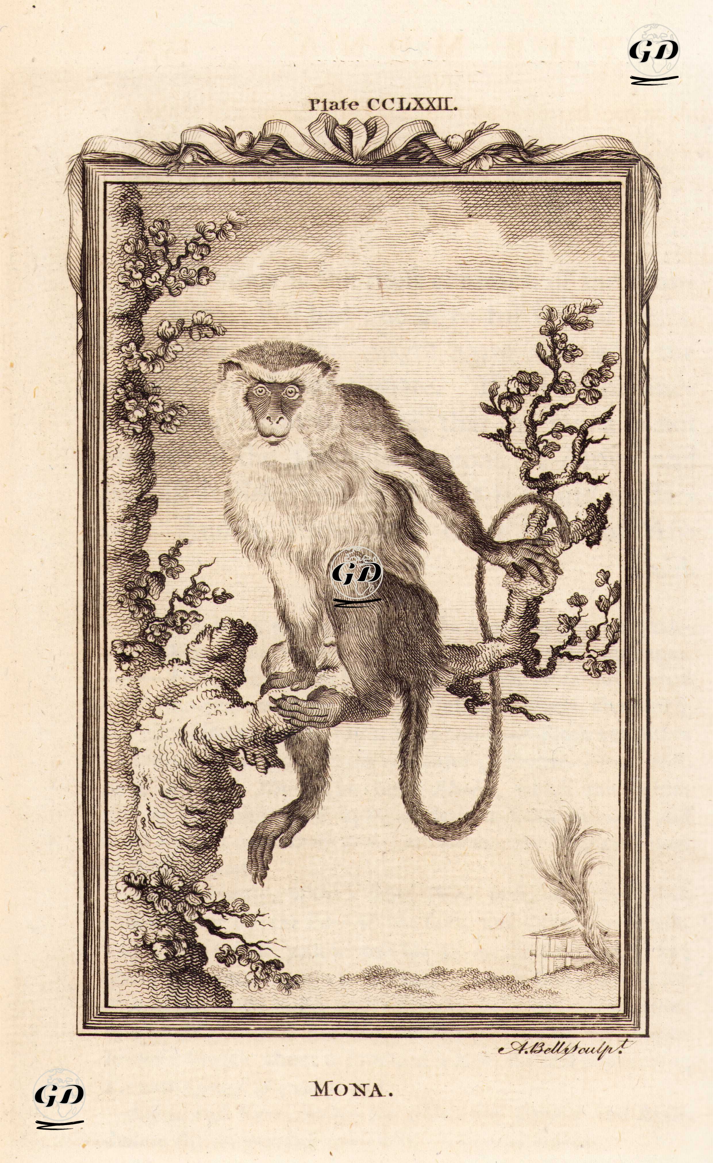 Mona Maymunu, Plate CCLXXII. - Georges Buffon (1707-1788) - 1780