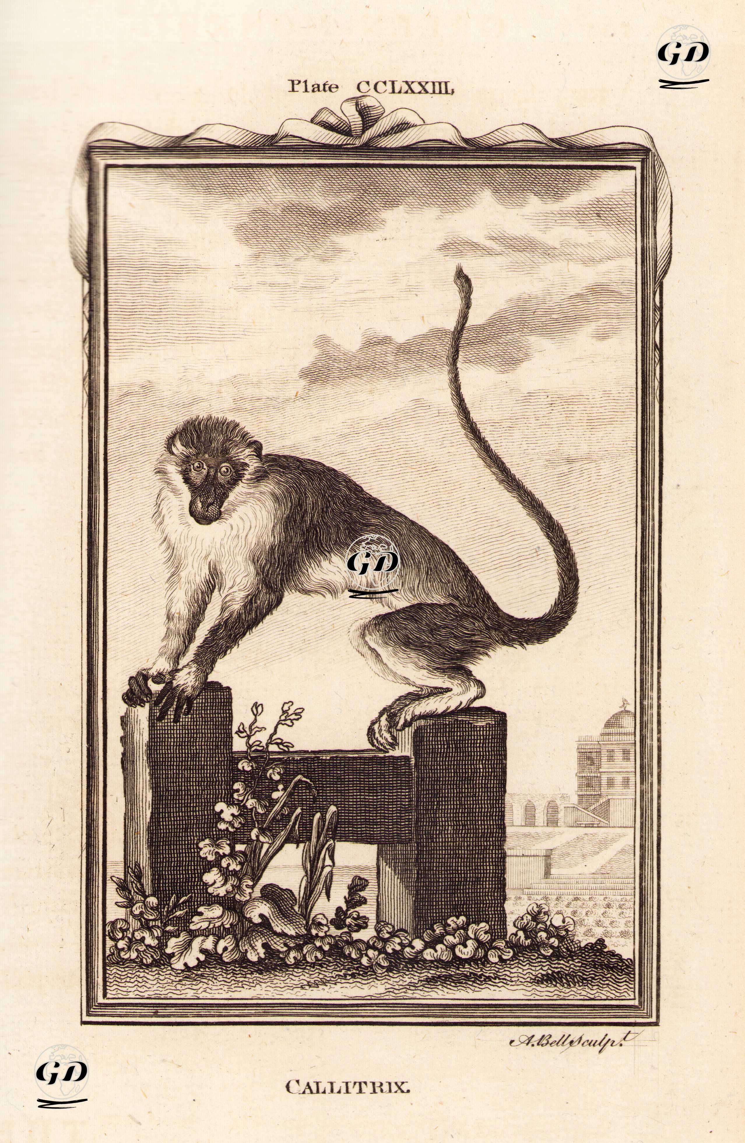 Callitrix Maymunu, Plate CCLXXIII. - Georges Buffon (1707-1788) - 1780