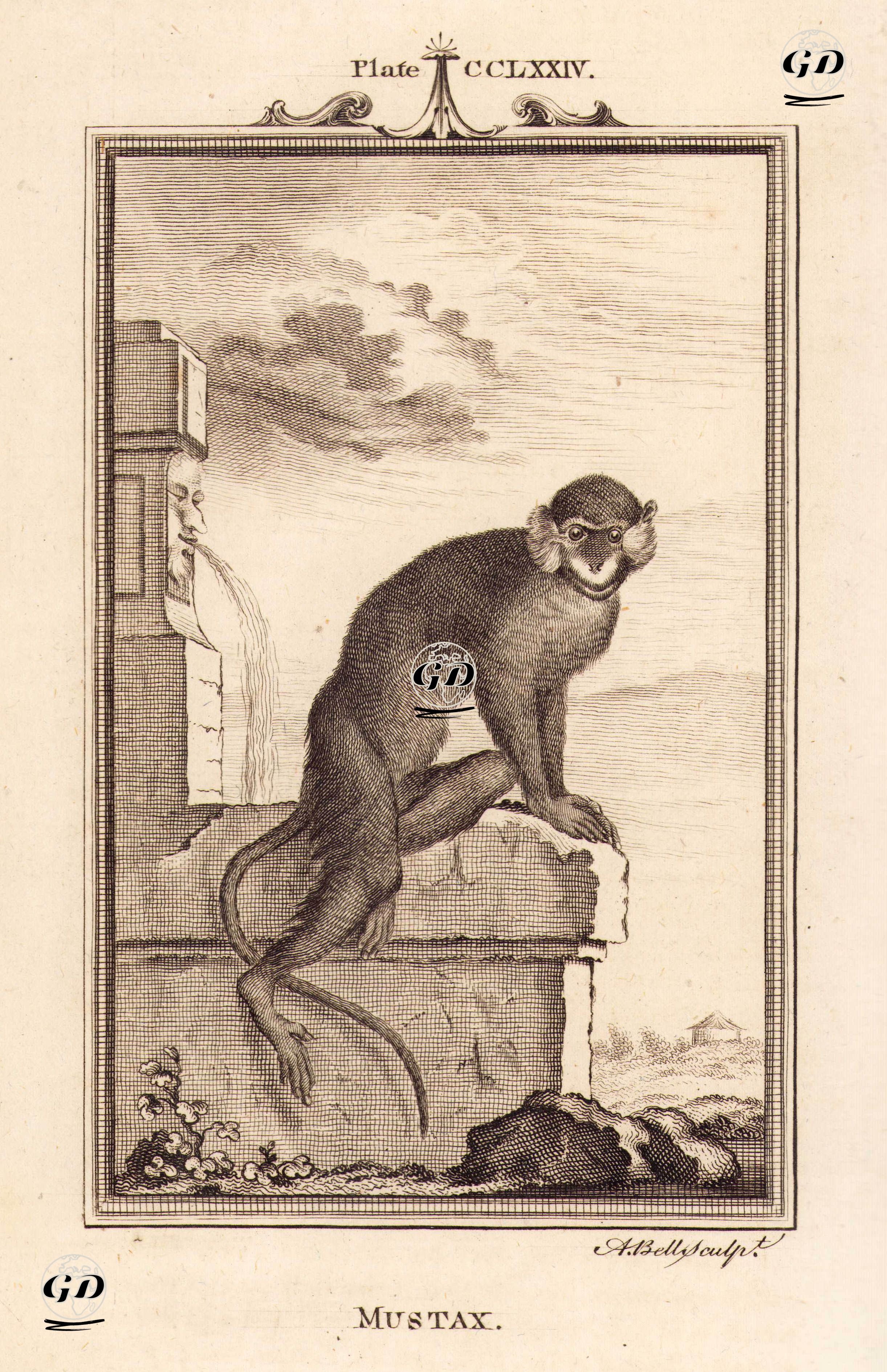 Mustax Maymunu, Plate CCLXXIV. - Georges Buffon (1707-1788) - 1780
