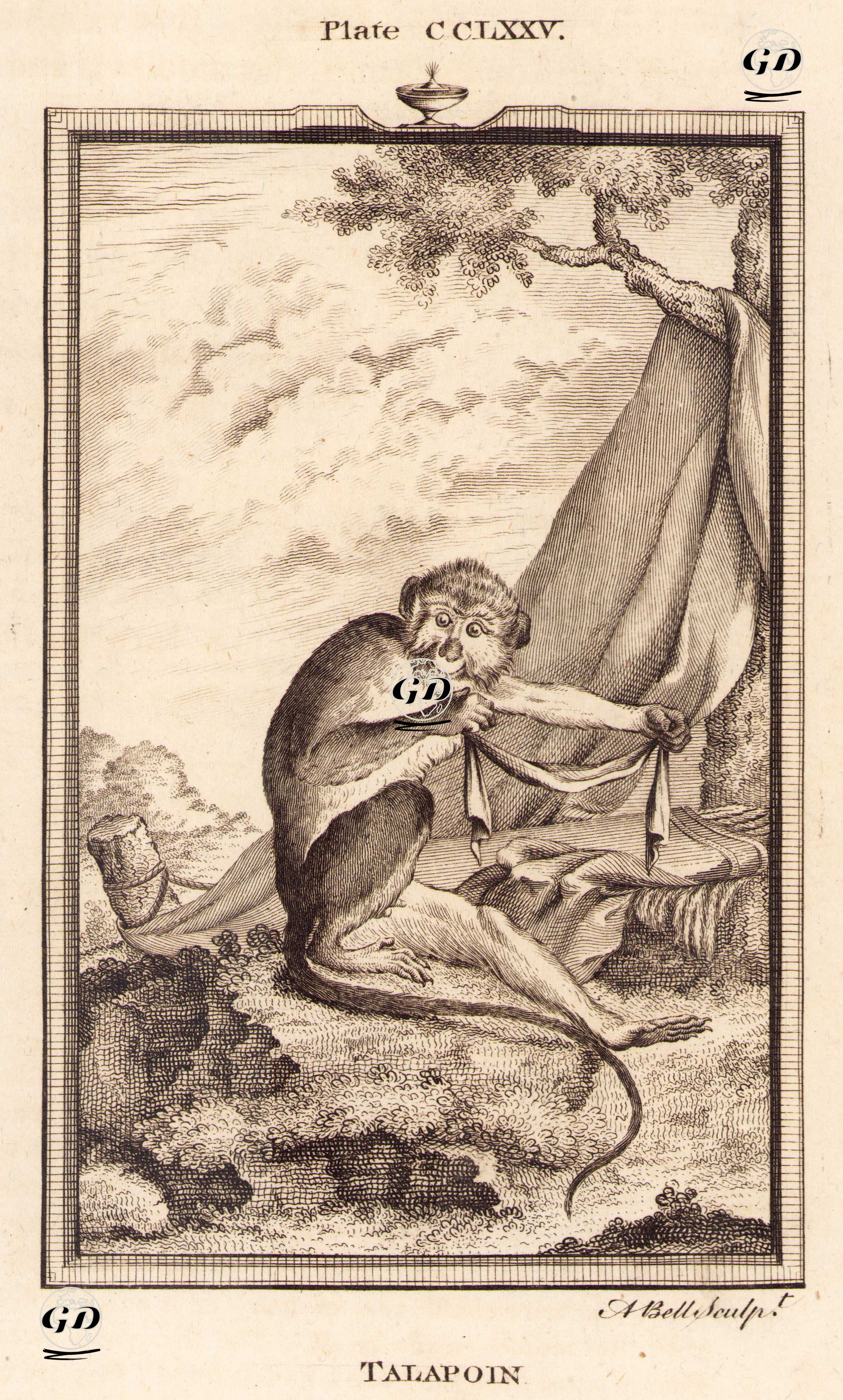Talapoin Maymunu, Plate CCLXXV. - Georges Buffon (1707-1788) - 1780