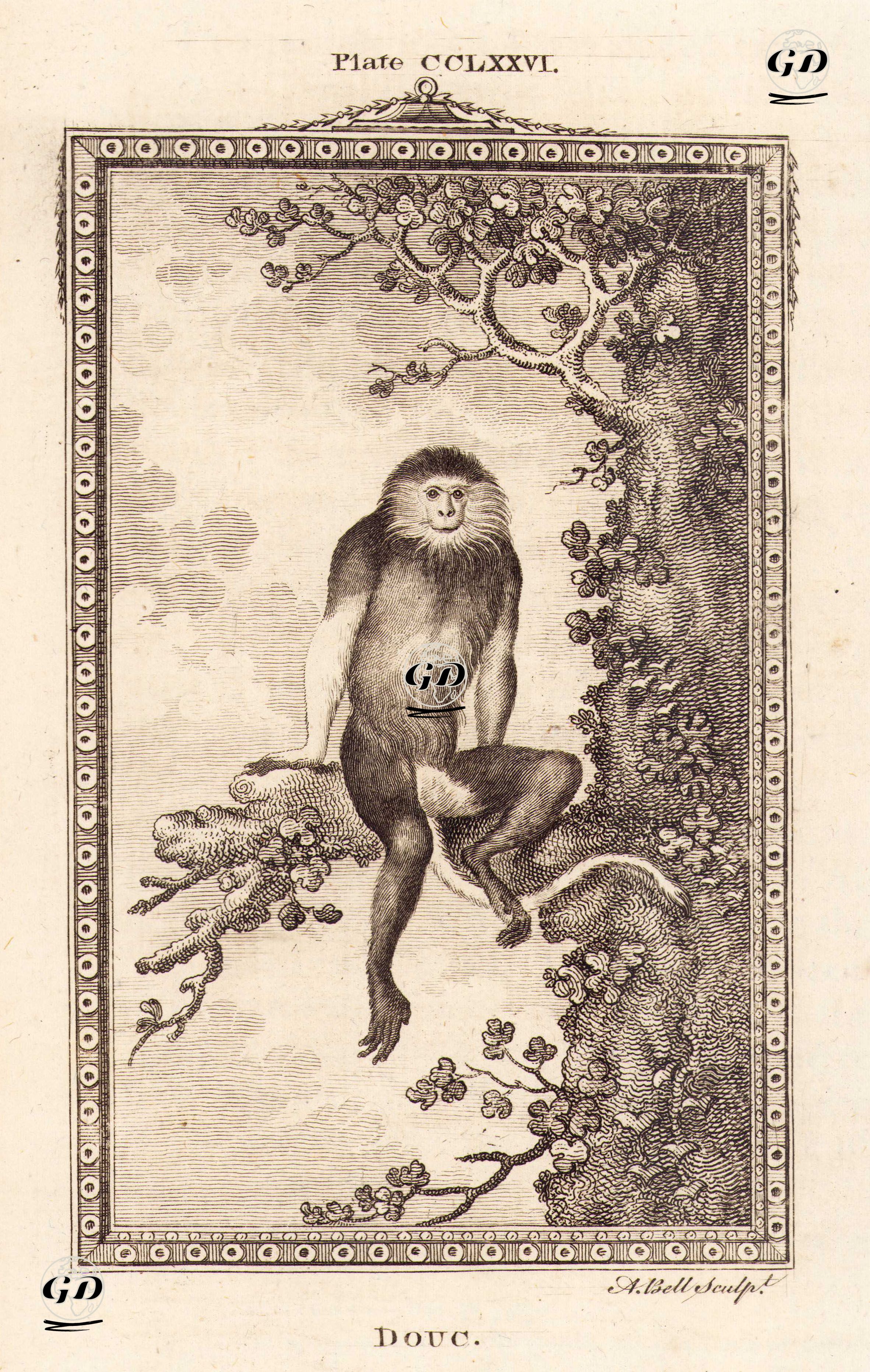 Douc, Plate CCLXXVI. - Georges Buffon (1707-1788) - 1780