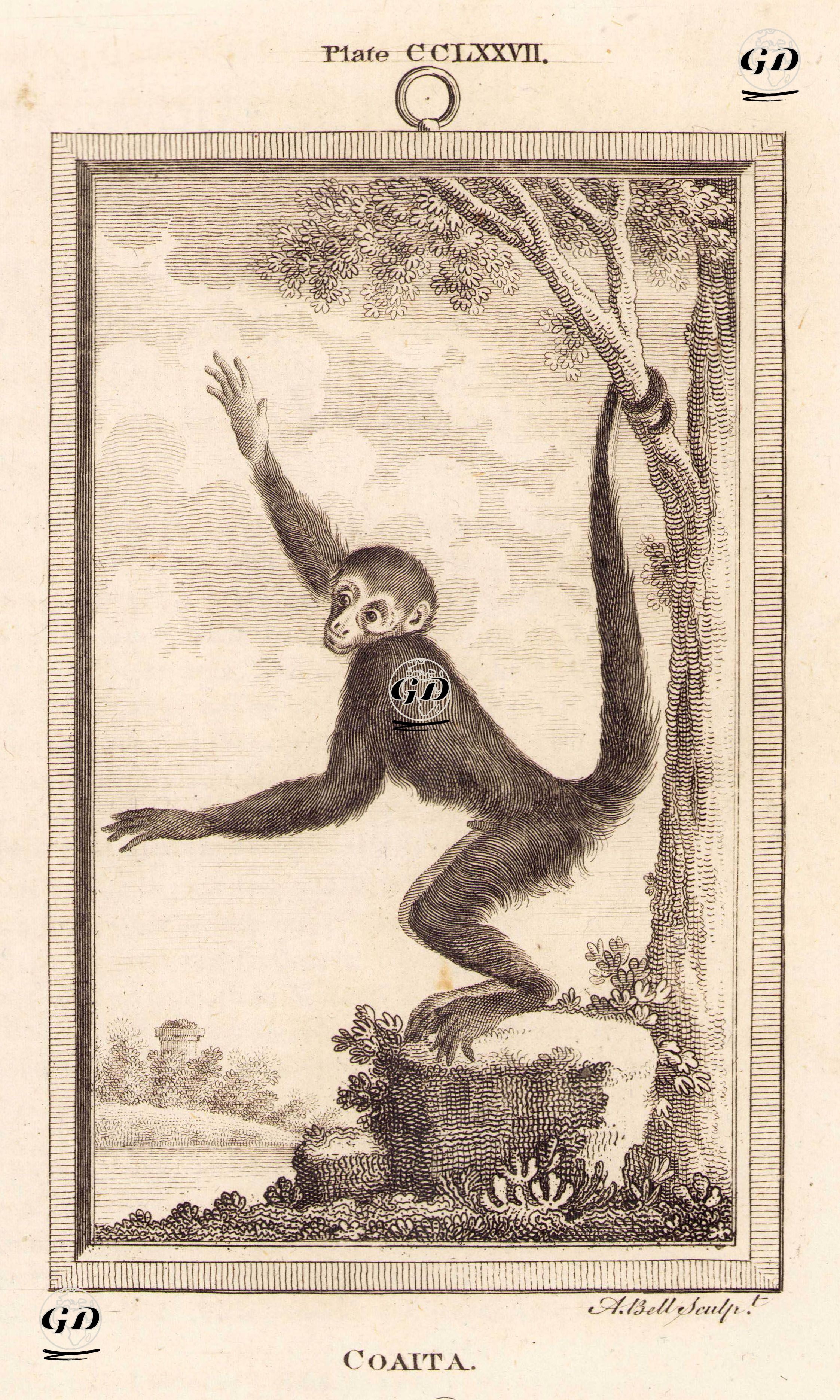 Örümcek Maymunu, Plate CCLXXVII. - Georges Buffon (1707-1788) - 1780