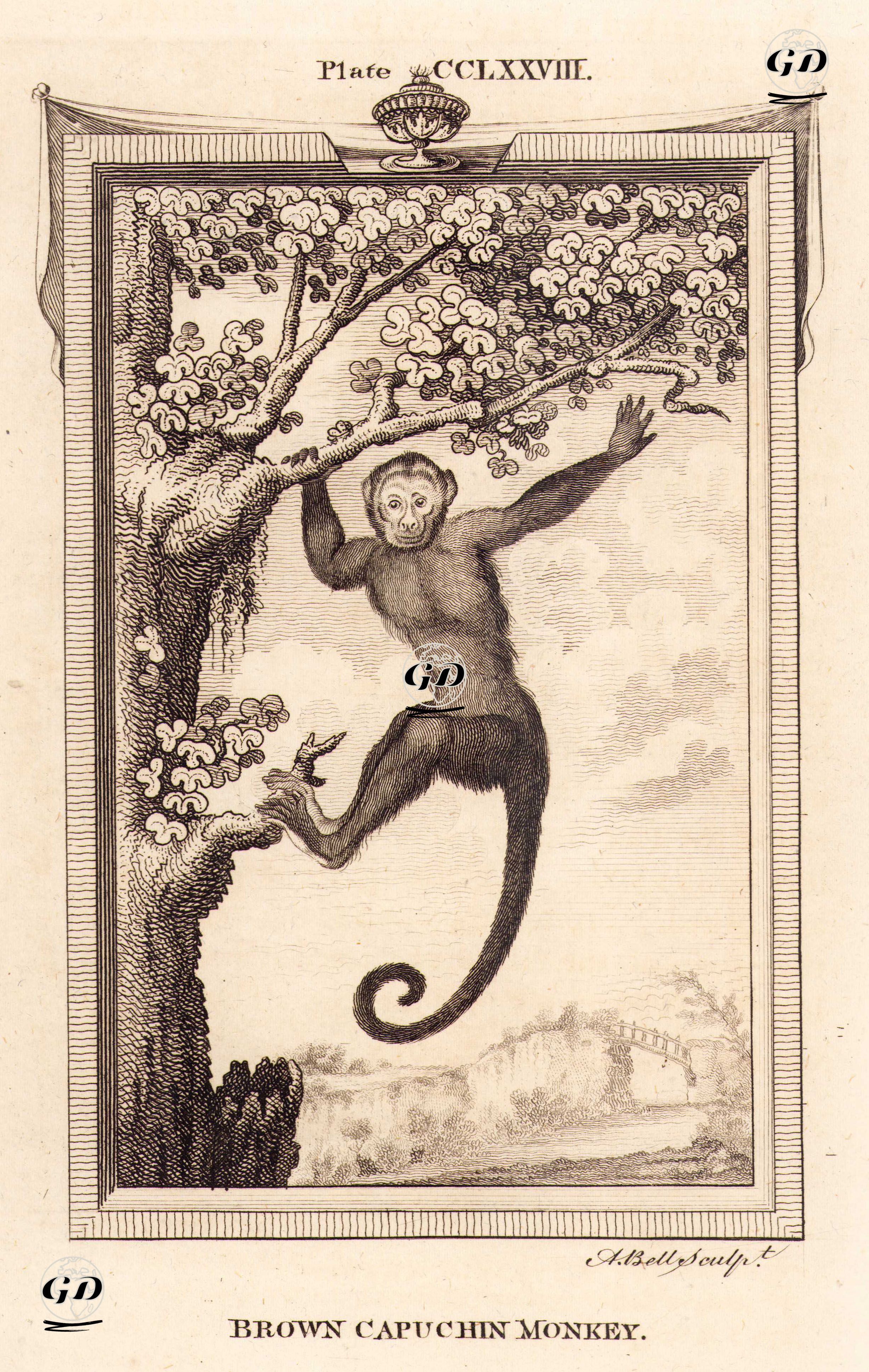 Kahverengi Kapuçin Maymunu, Plate CCLXXVIII. - Georges Buffon (1707-1788) - 1780