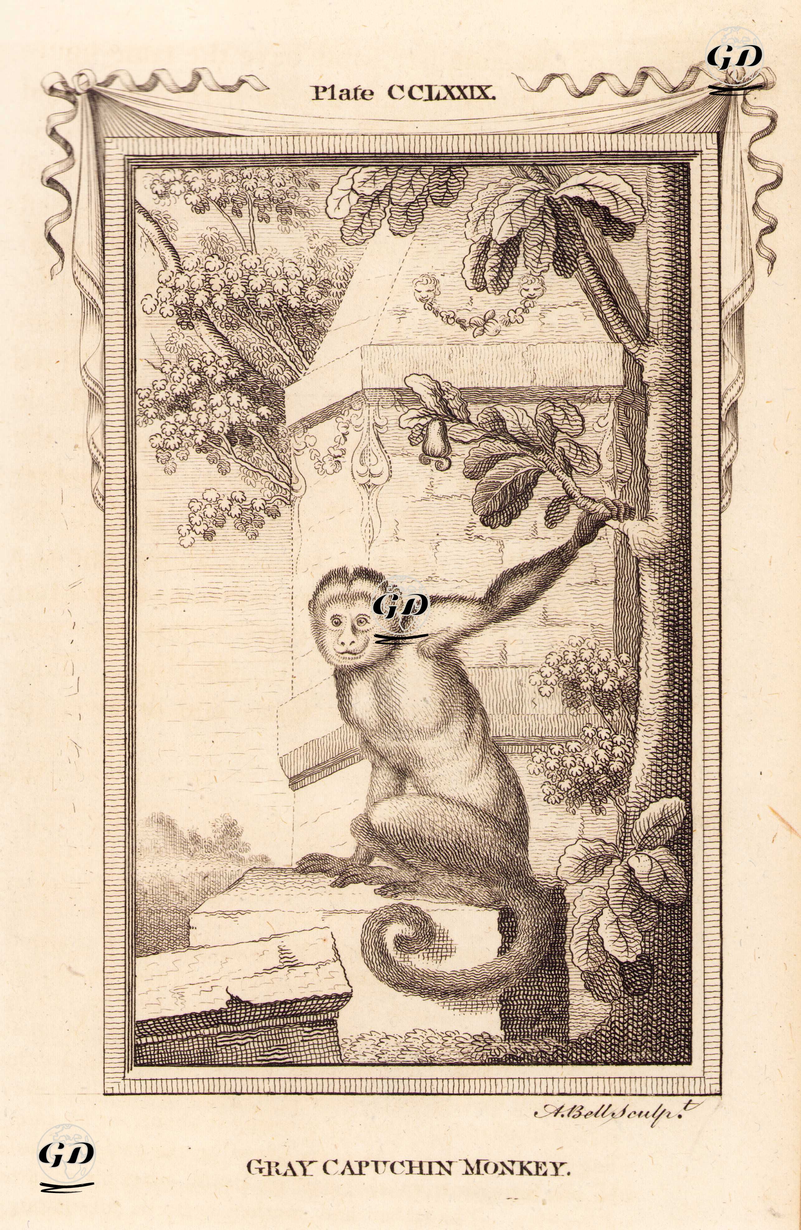 Gri Kapuçin Maymunu, Plate CCLXXIX. - Georges Buffon (1707-1788) - 1780